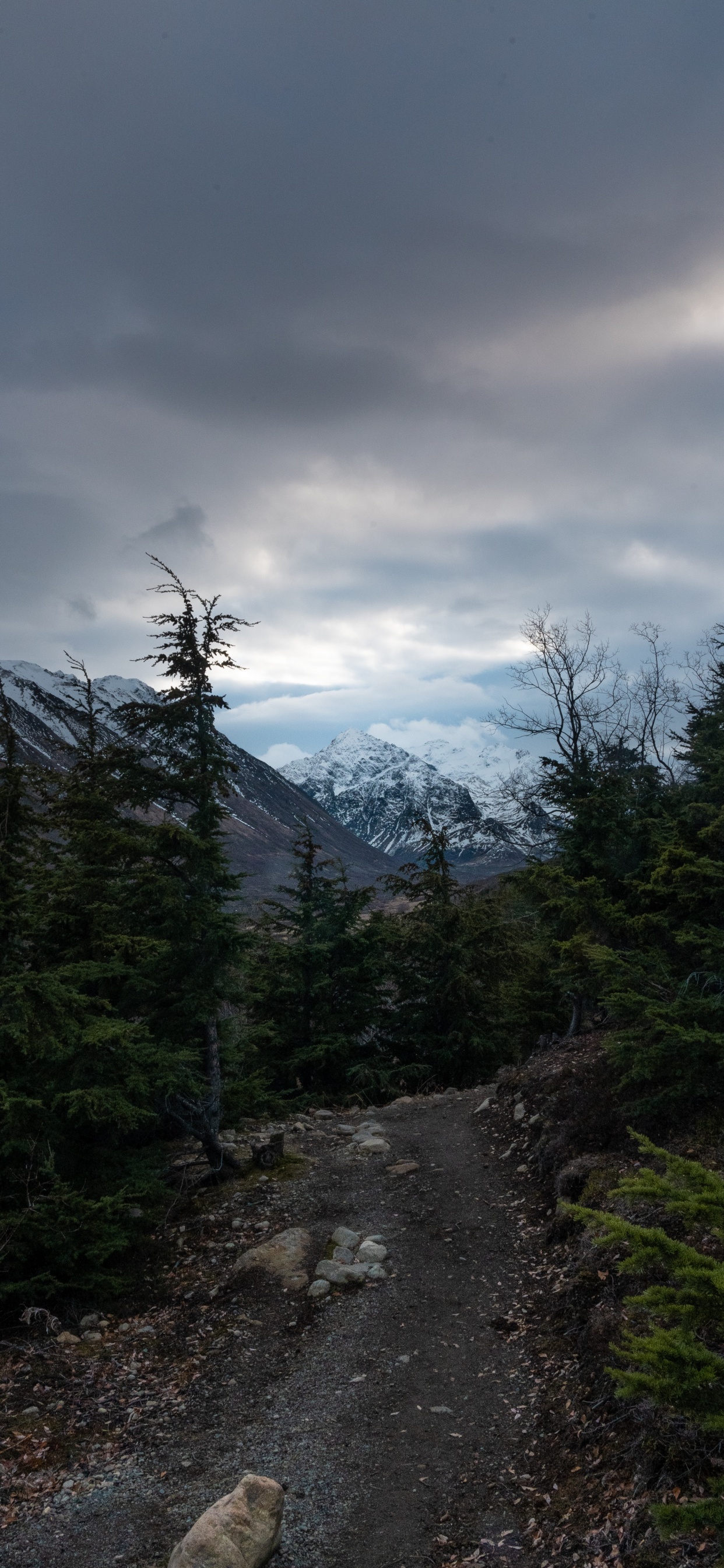 Обои небо, горный рельеф, нагорье, ель, Хвойные в разрешении 1242x2688