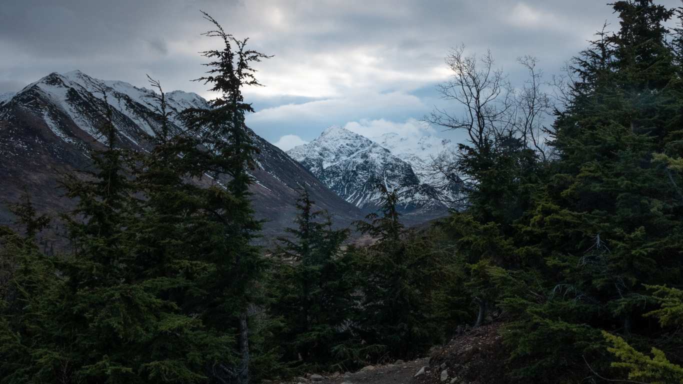 Обои небо, горный рельеф, нагорье, ель, Хвойные в разрешении 1366x768