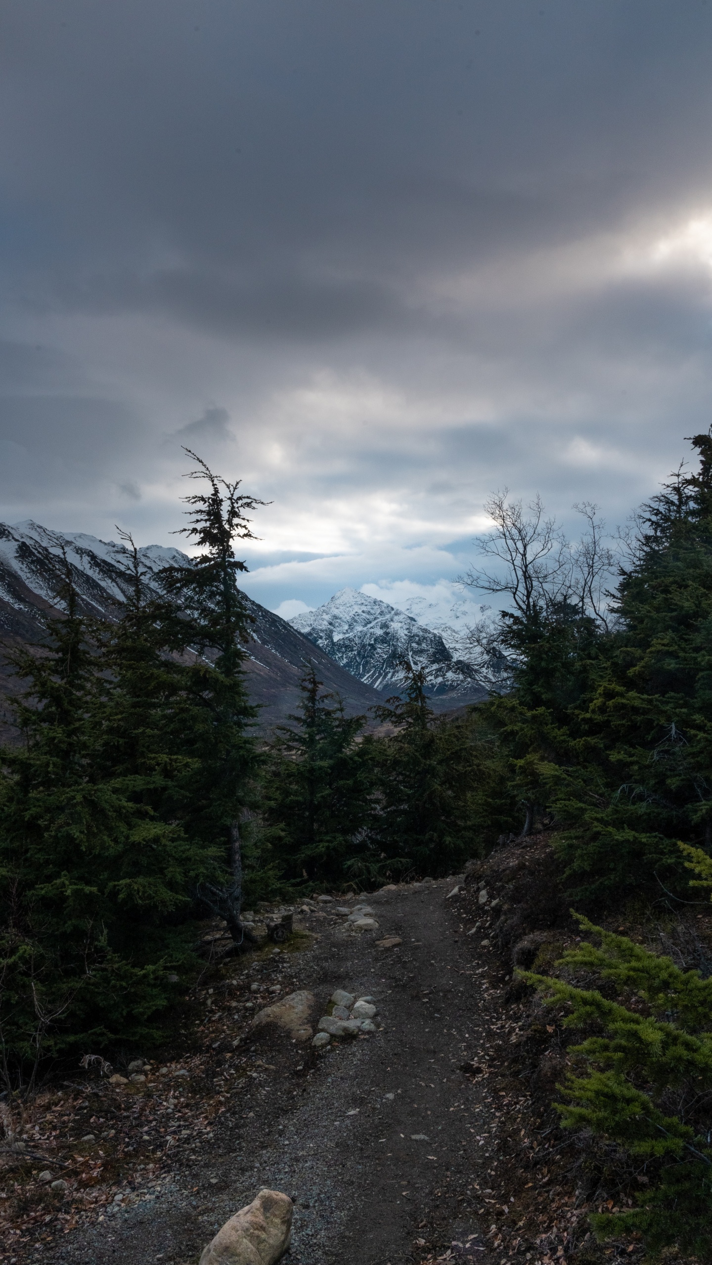 Обои небо, горный рельеф, нагорье, ель, Хвойные в разрешении 1440x2560