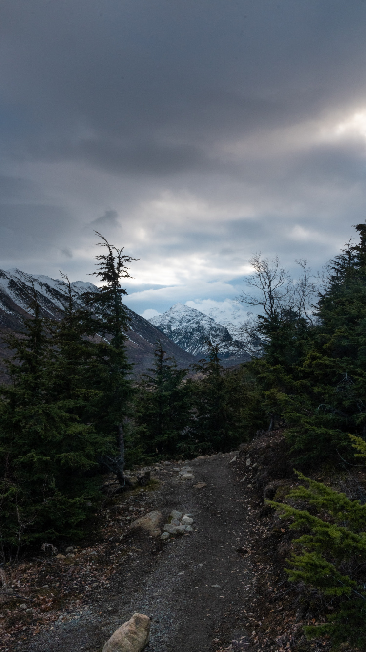 Обои небо, горный рельеф, нагорье, ель, Хвойные в разрешении 750x1334