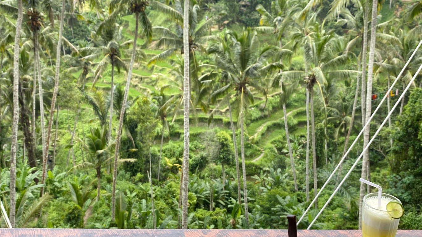 Обои Кокос, пальмовые рощи, пища, serveware, Кулинария в разрешении 1366x768