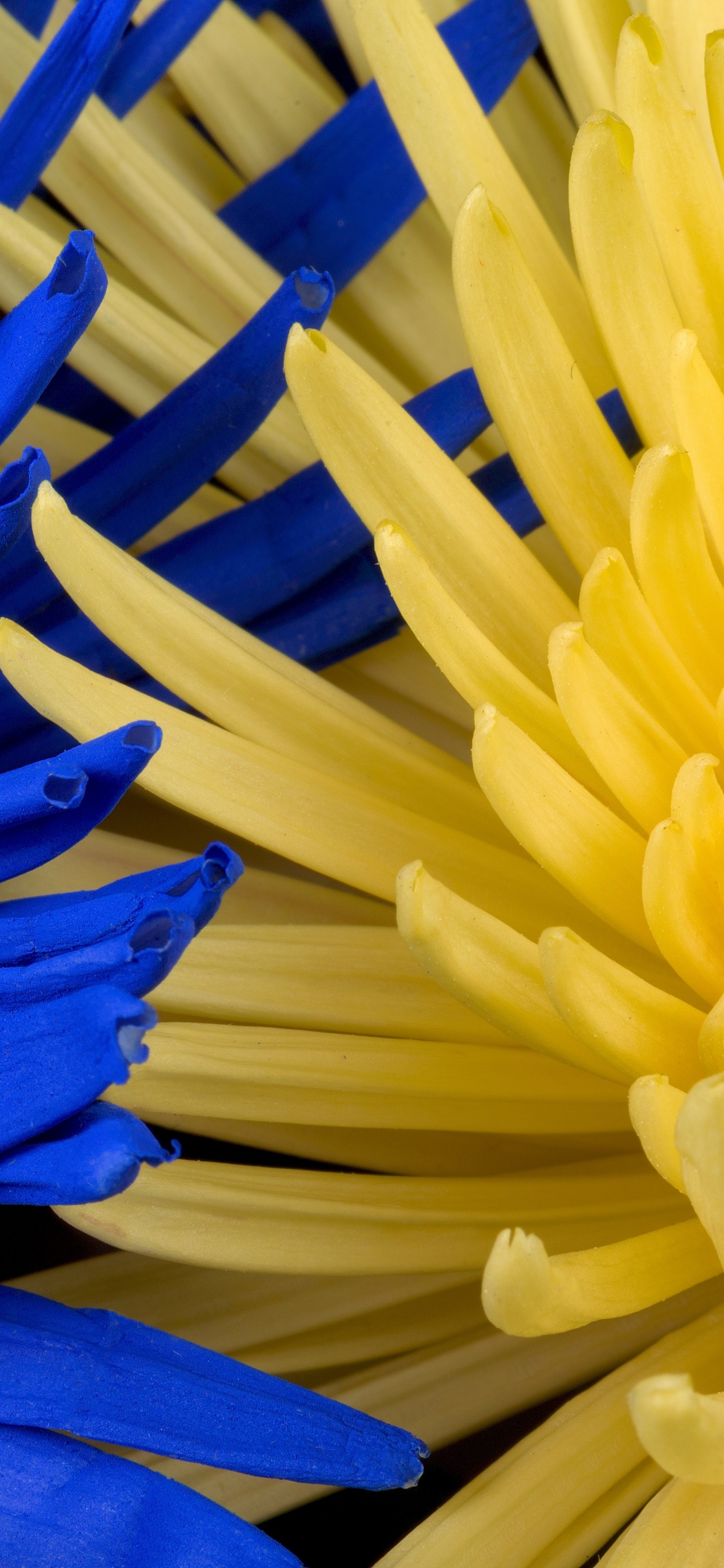 Обои цветок, синий, желтый, цветочный букет, цветочный дизайн в разрешении 1125x2436