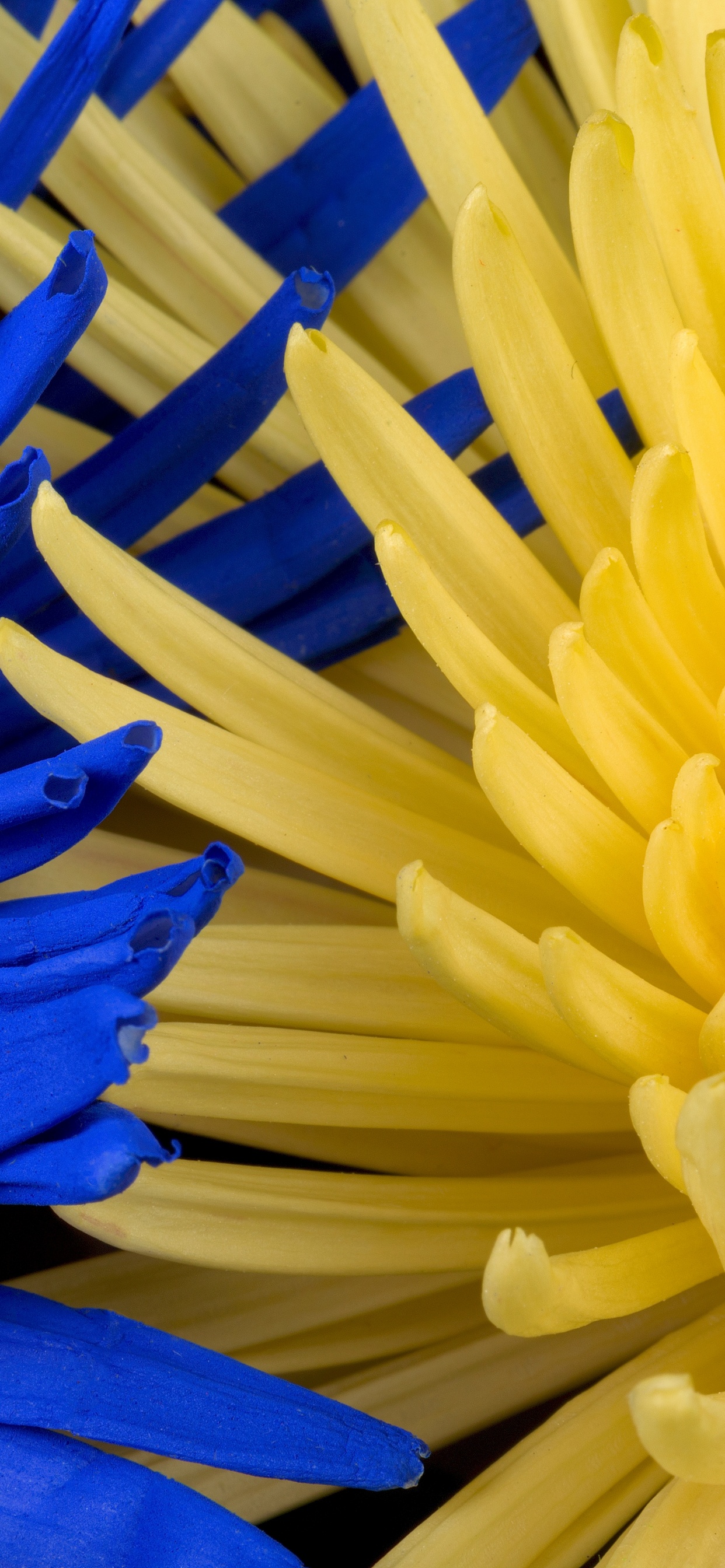 Обои цветок, синий, желтый, цветочный букет, цветочный дизайн в разрешении 1242x2688