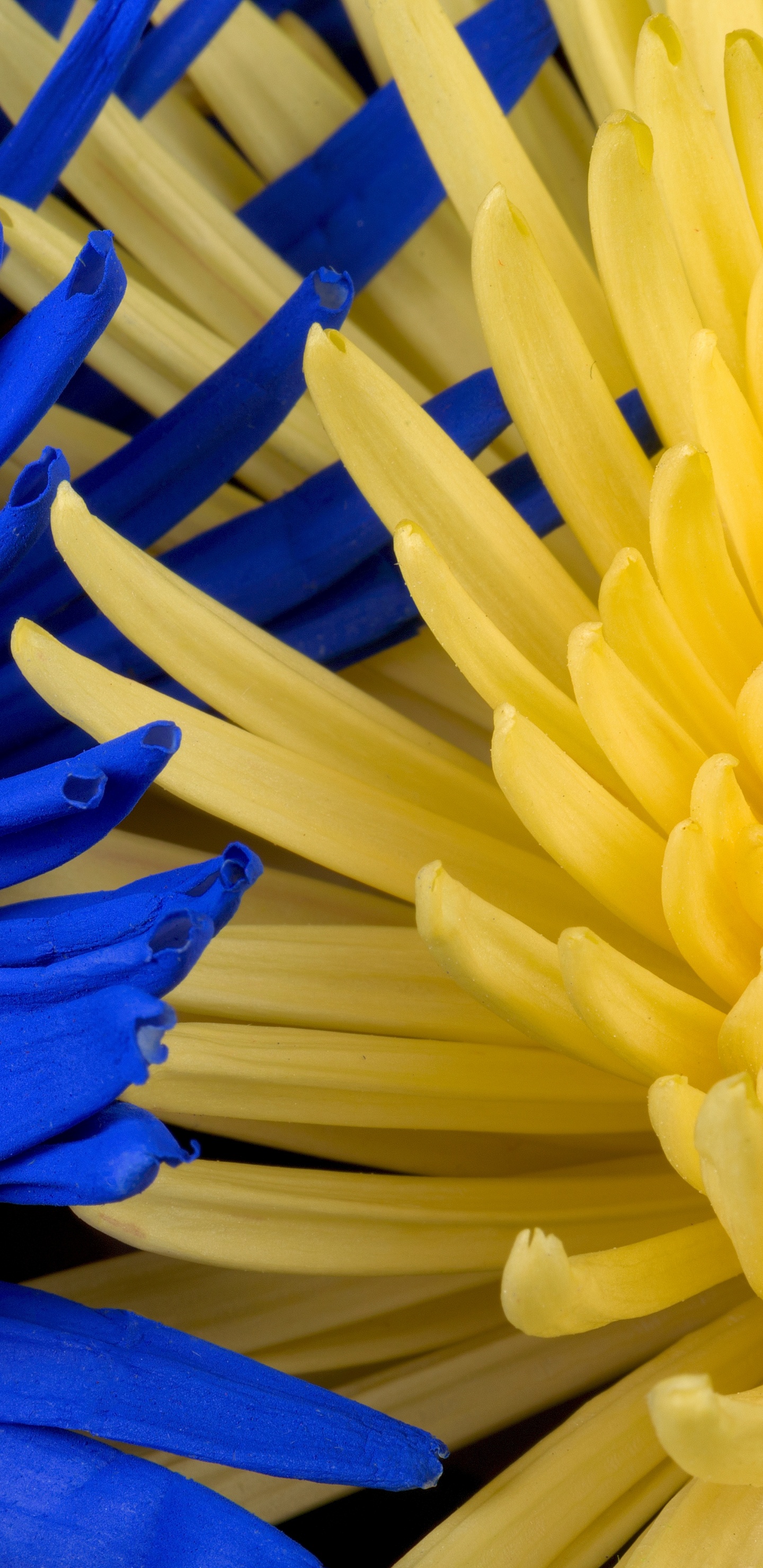 Обои цветок, синий, желтый, цветочный букет, цветочный дизайн в разрешении 1440x2960