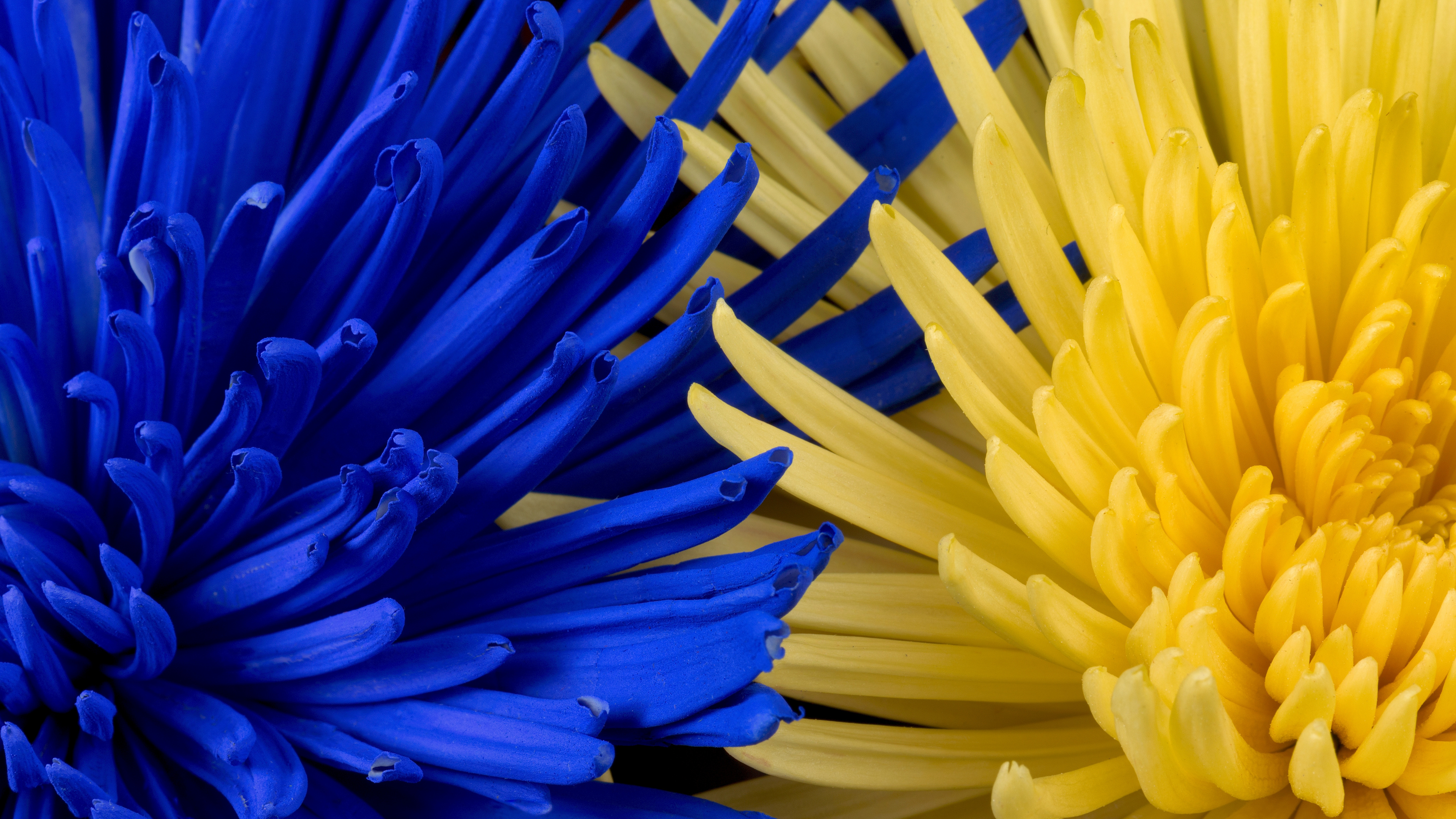 Обои цветок, синий, желтый, цветочный букет, цветочный дизайн в разрешении 3840x2160