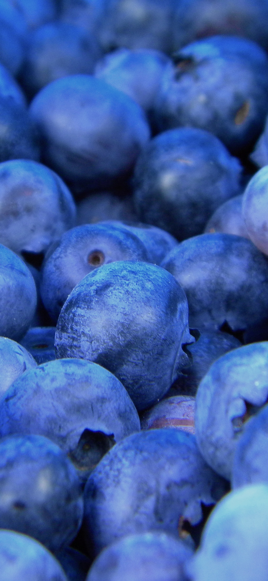 Обои Черника, фрукты, ягоды, синий, суперфуд в разрешении 1125x2436