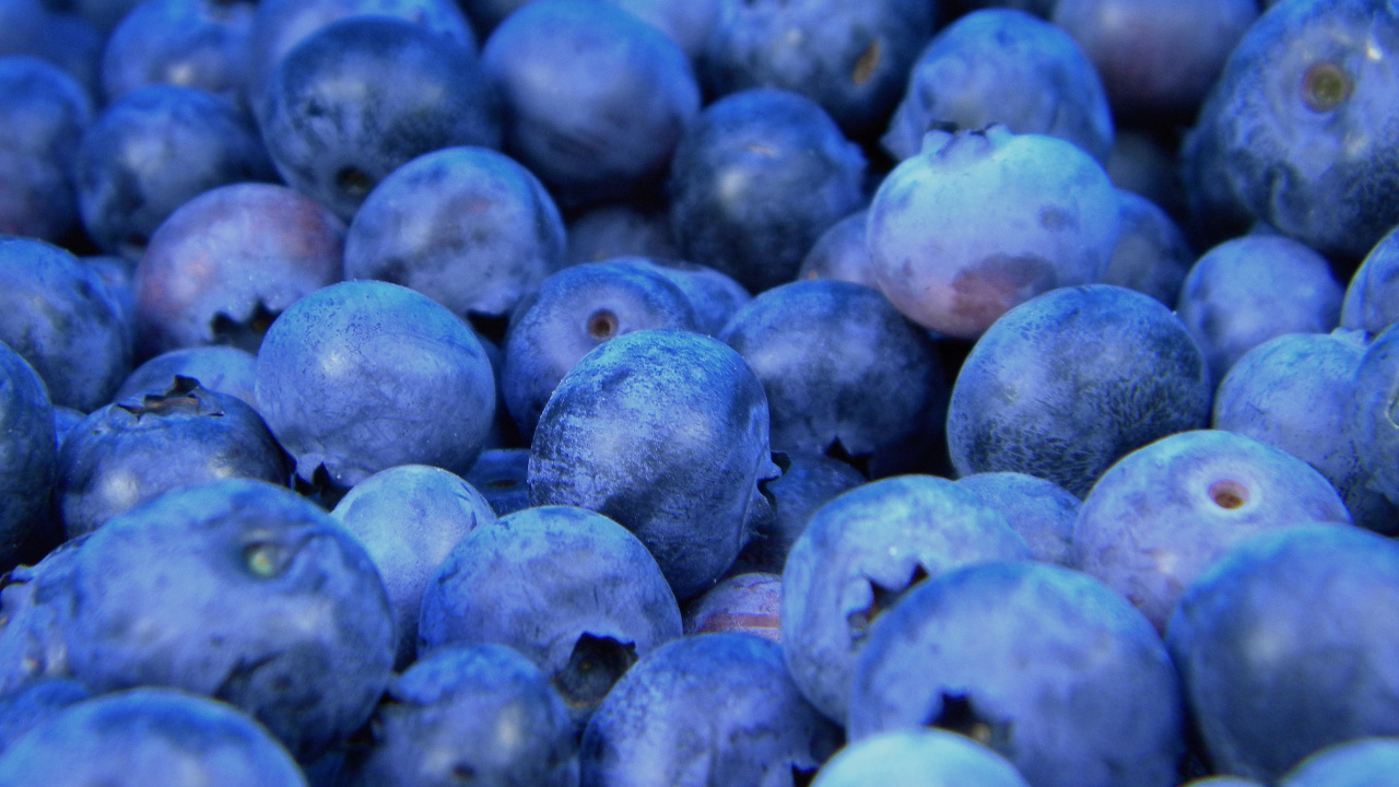 Обои Черника, фрукты, ягоды, синий, суперфуд в разрешении 1280x720