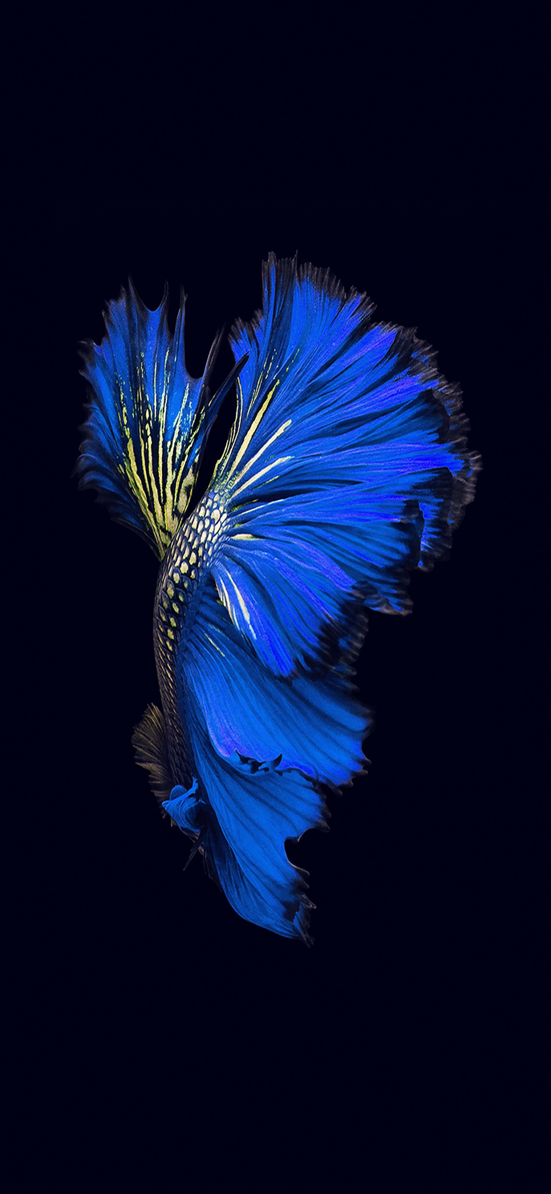 Обои apple, синий, синий кобальт, электрик, лазурный в разрешении 1125x2436