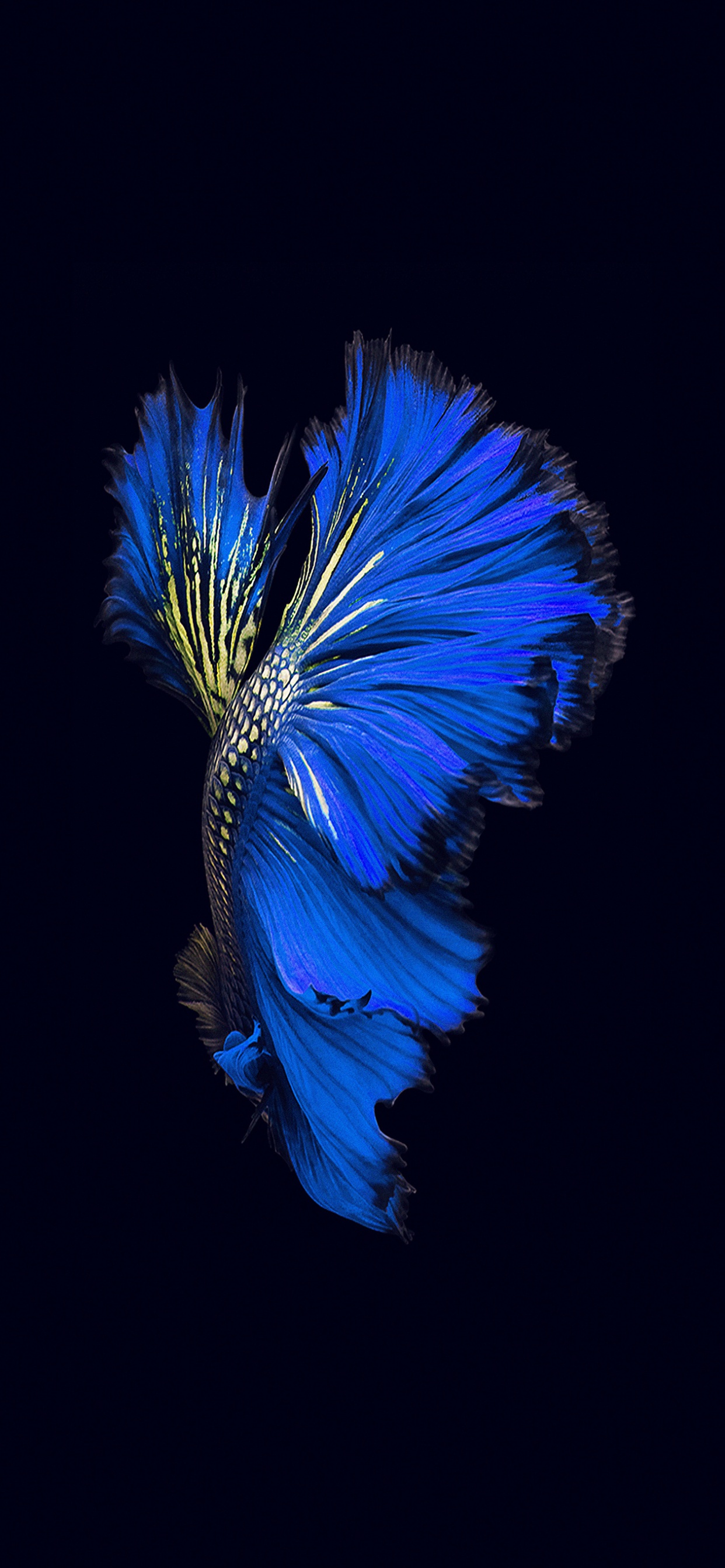 Обои apple, синий, синий кобальт, электрик, лазурный в разрешении 1242x2688