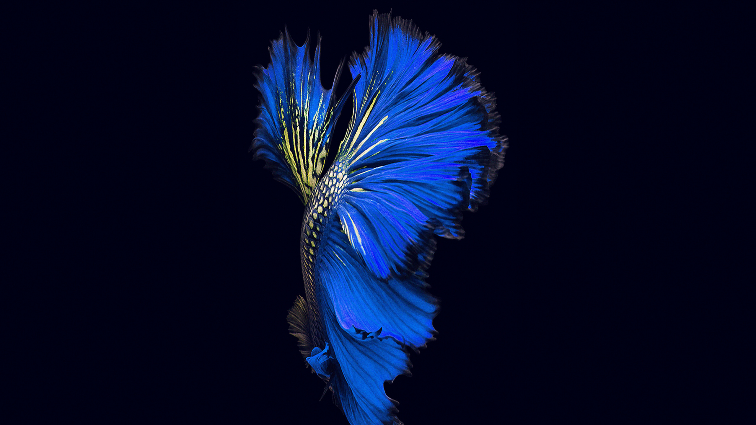 Обои apple, синий, синий кобальт, электрик, лазурный в разрешении 2560x1440