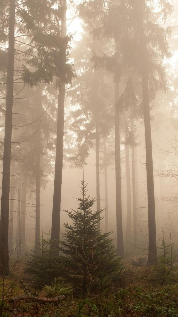 Обои дерево, лес, дымка, туман, лесистая местность в разрешении 750x1334