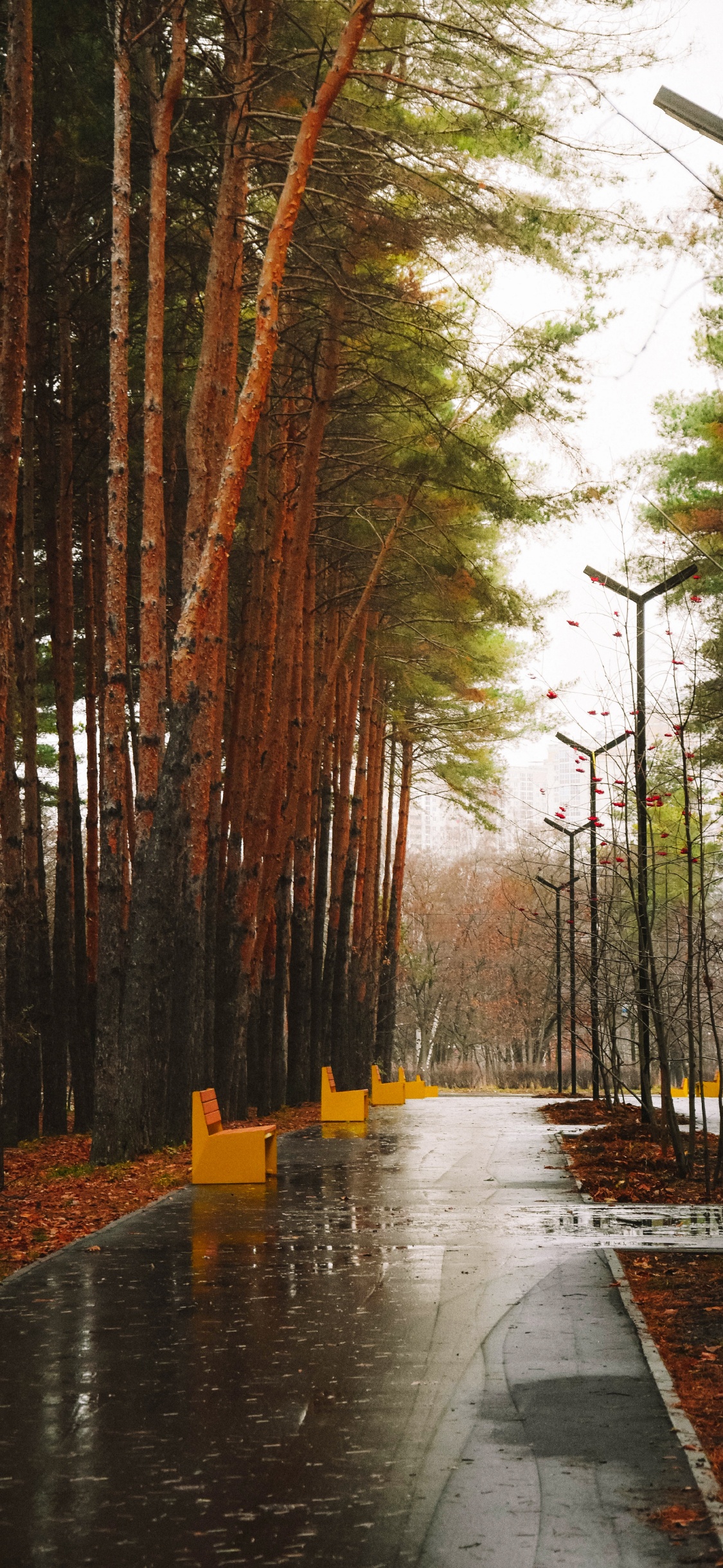 Обои вода, лист, заболоченный рукав реки, окружающая среда, природный ландшафт в разрешении 1125x2436