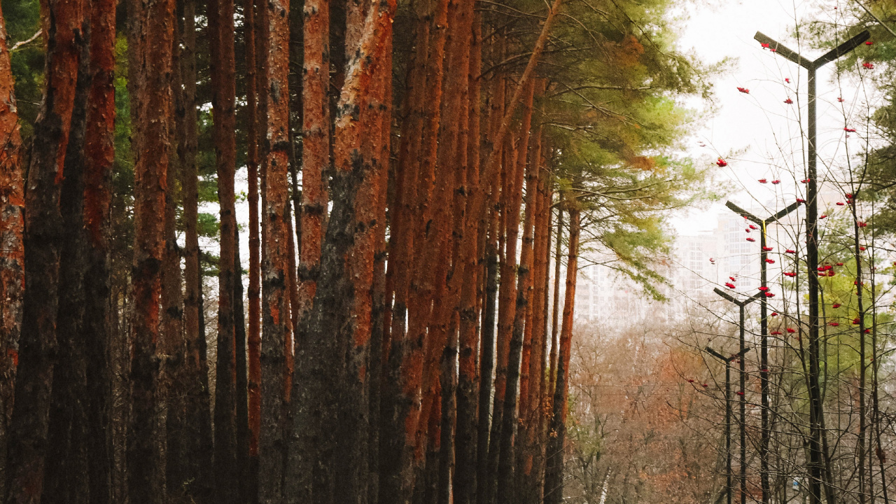 Обои вода, лист, заболоченный рукав реки, окружающая среда, природный ландшафт в разрешении 1280x720