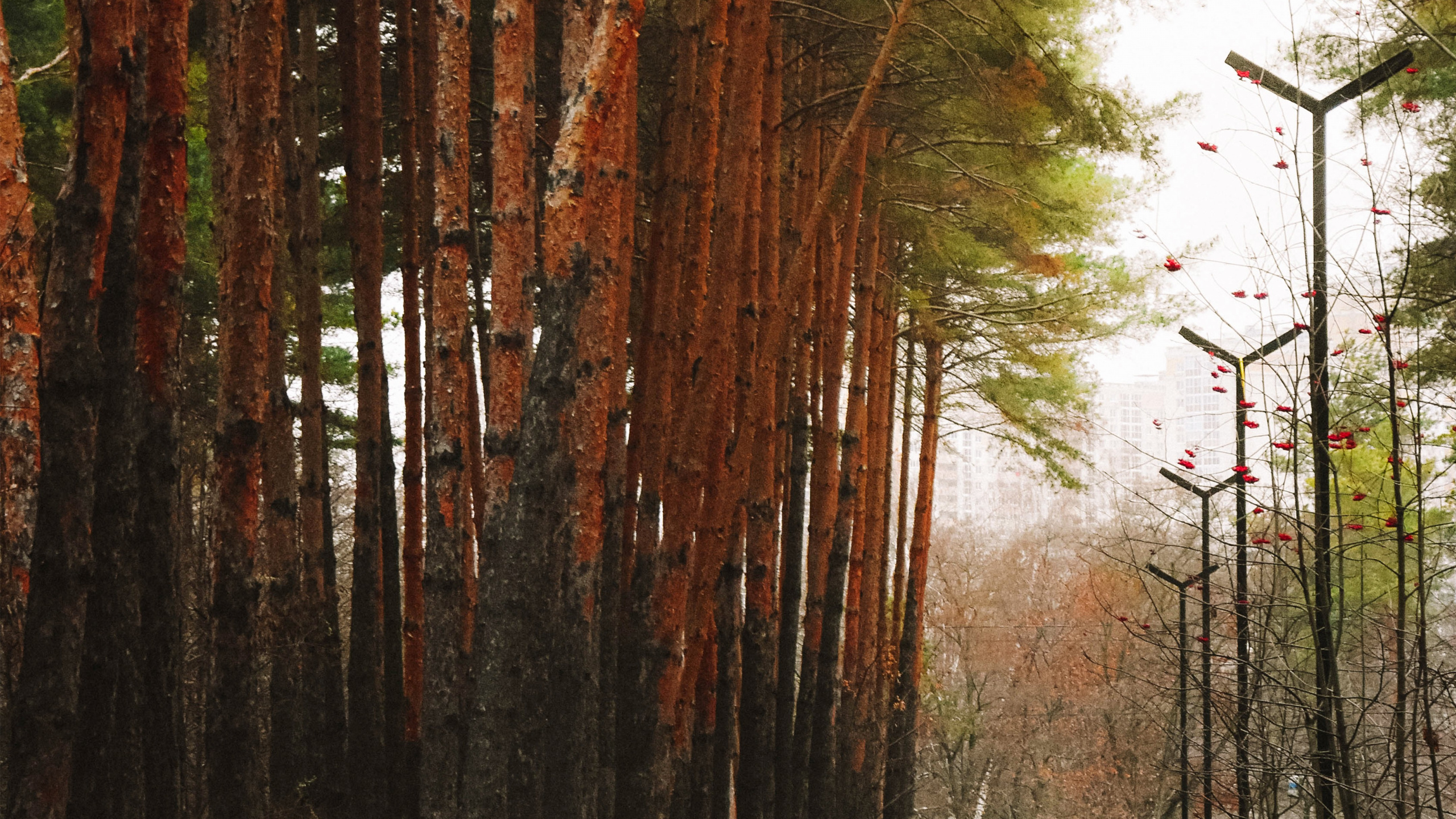 Обои вода, лист, заболоченный рукав реки, окружающая среда, природный ландшафт в разрешении 2560x1440