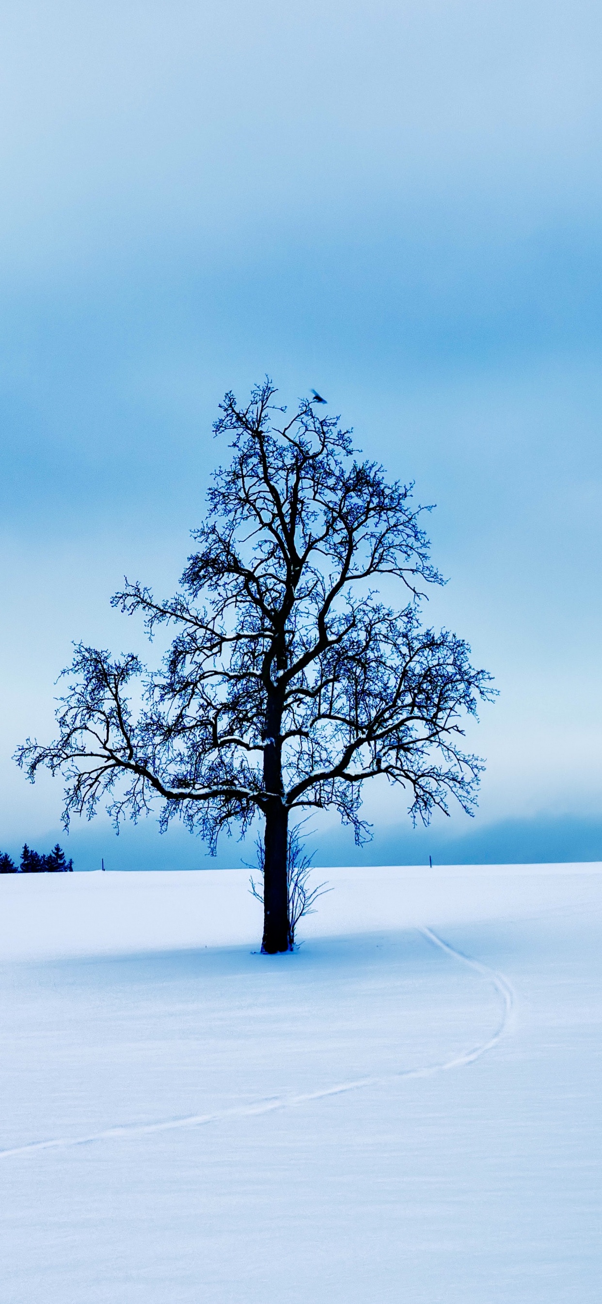 Обои галерея 1313, арт, артист, в галерее, облако в разрешении 1242x2688