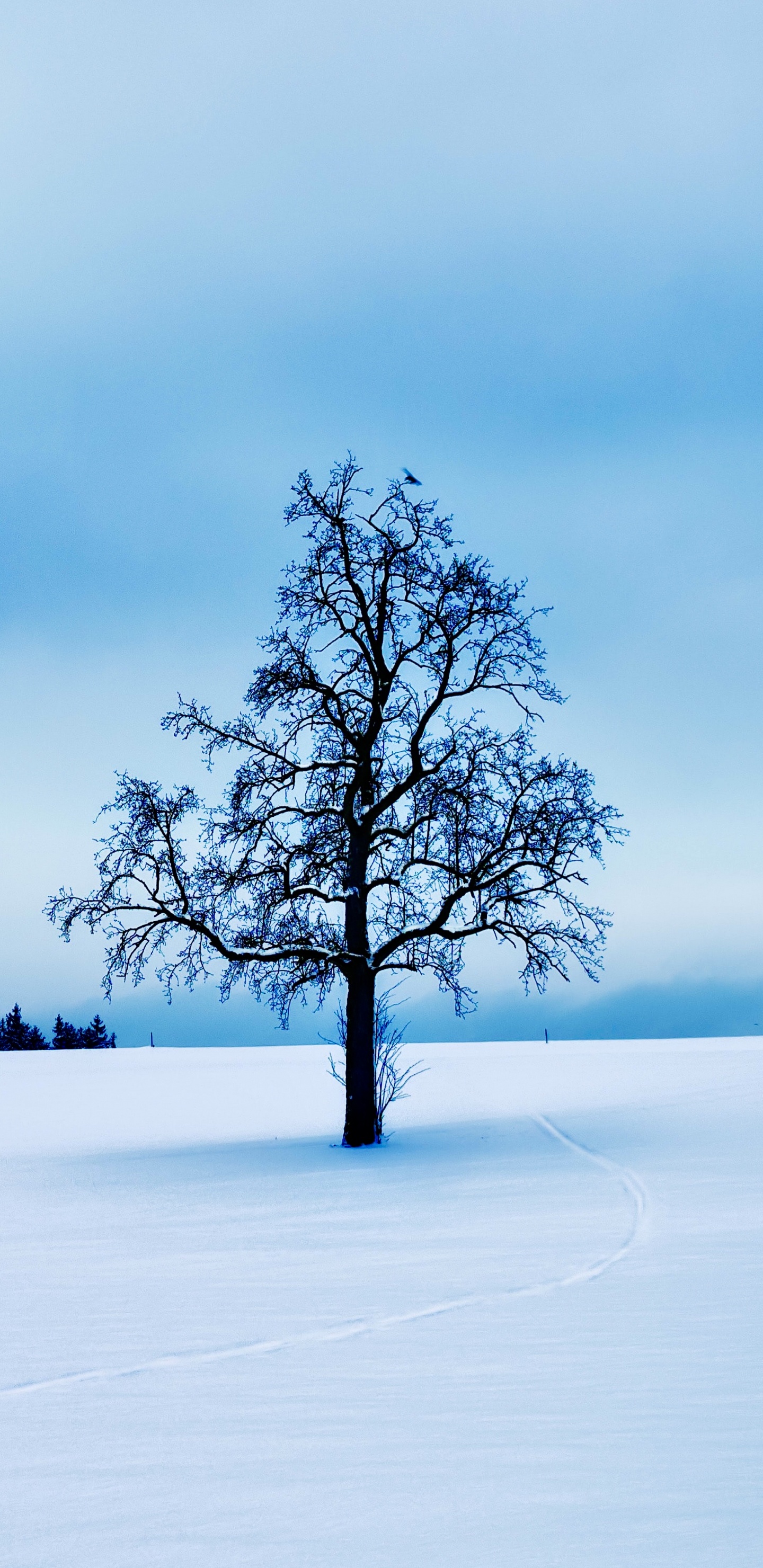 Обои галерея 1313, арт, артист, в галерее, облако в разрешении 1440x2960