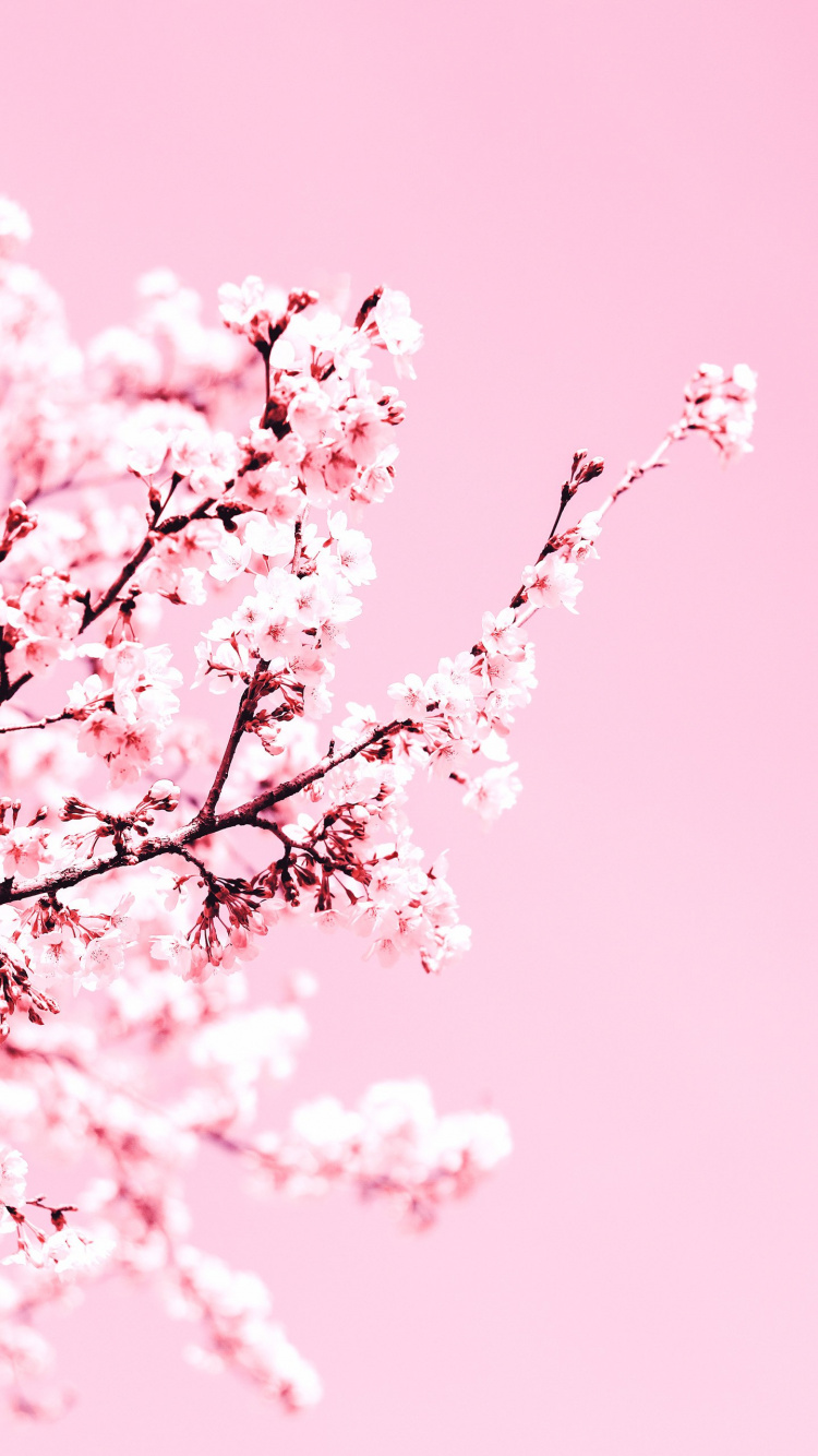 Обои цветение вишни, расцвет, цветок, лепесток, дерево в разрешении 750x1334