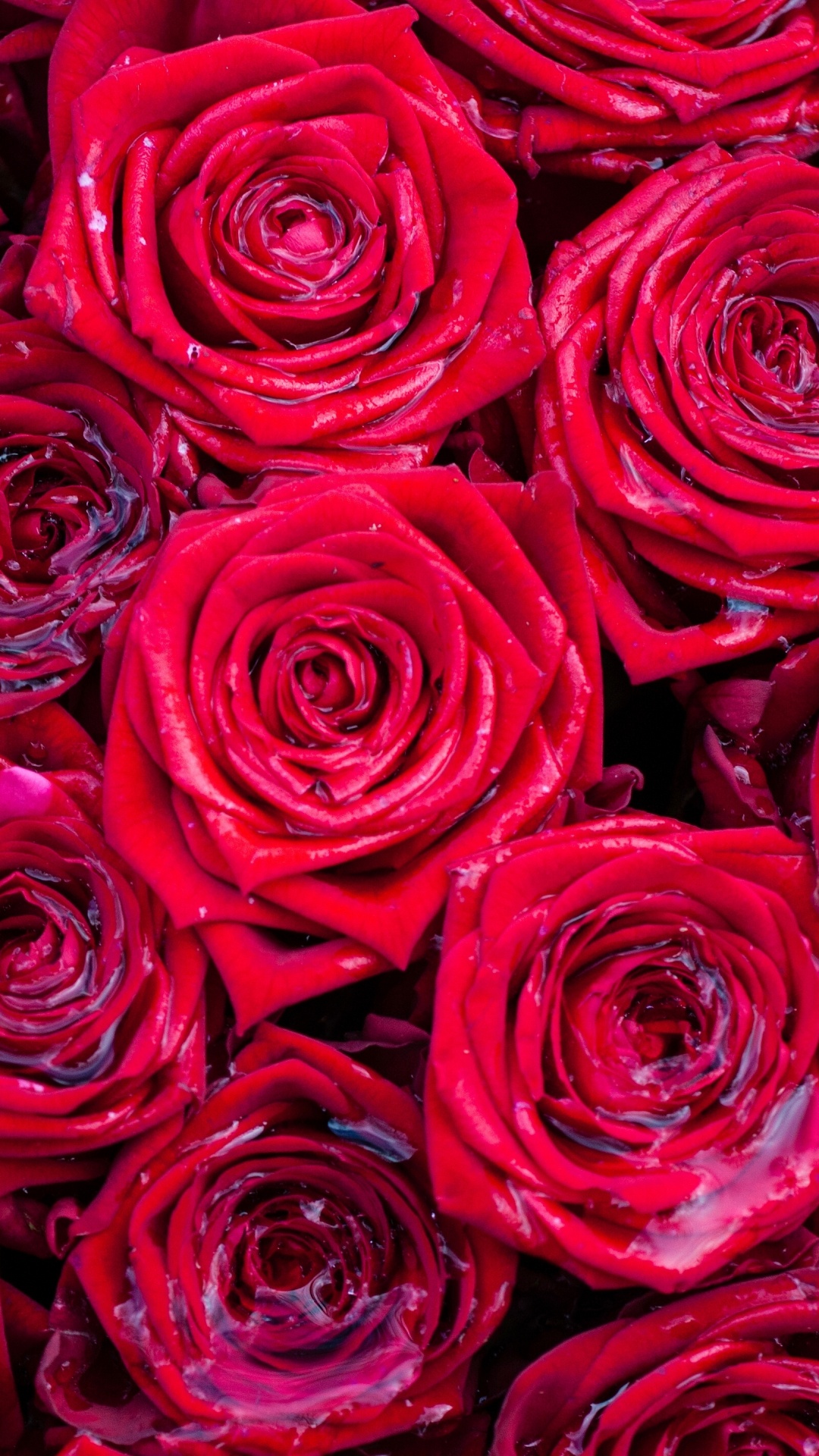 Обои Роза, цветок, сад роз, красный цвет, розовый в разрешении 1080x1920