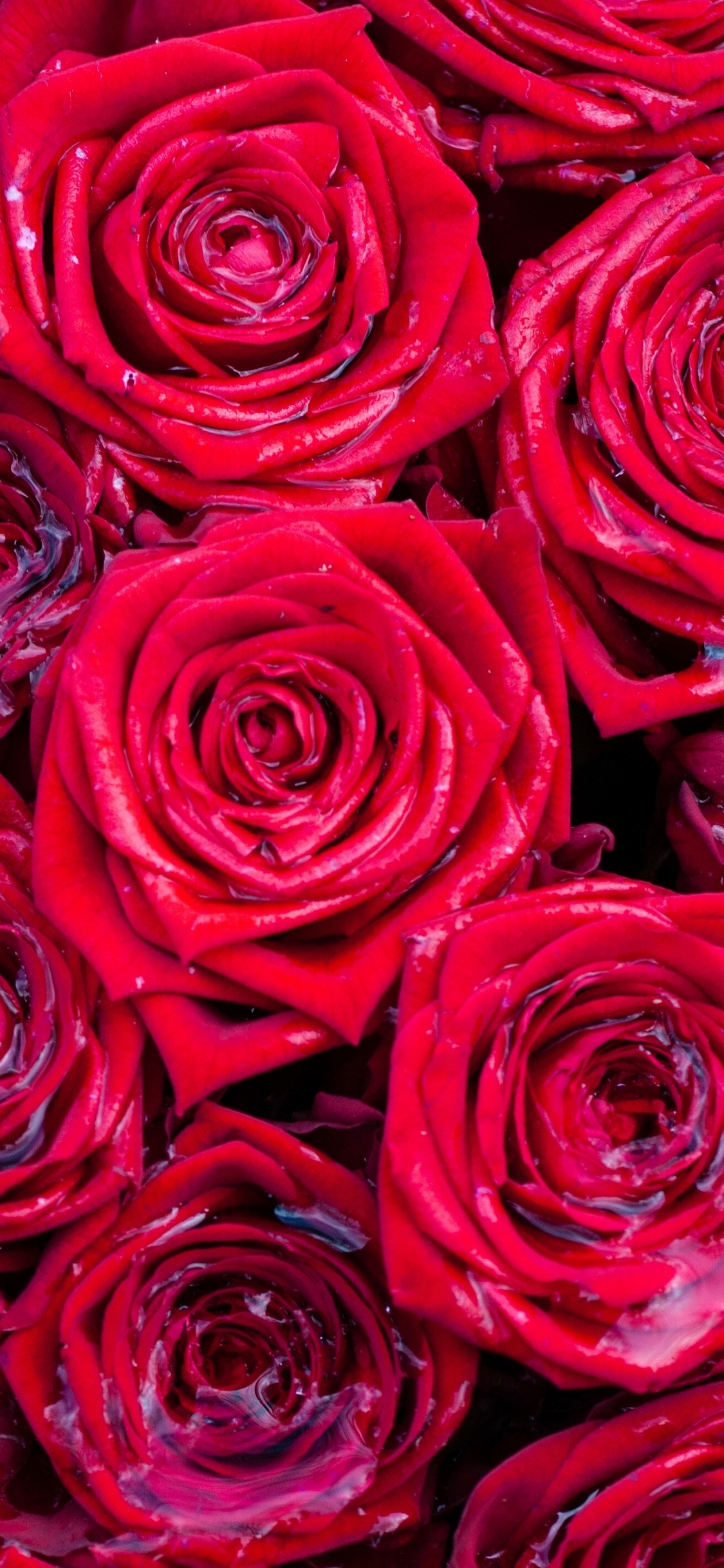 Обои Роза, цветок, сад роз, красный цвет, розовый в разрешении 1125x2436