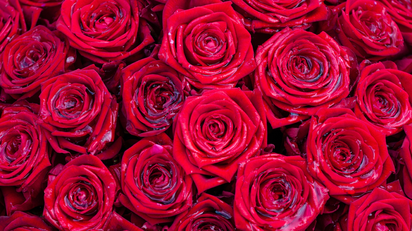 Обои Роза, цветок, сад роз, красный цвет, розовый в разрешении 1366x768