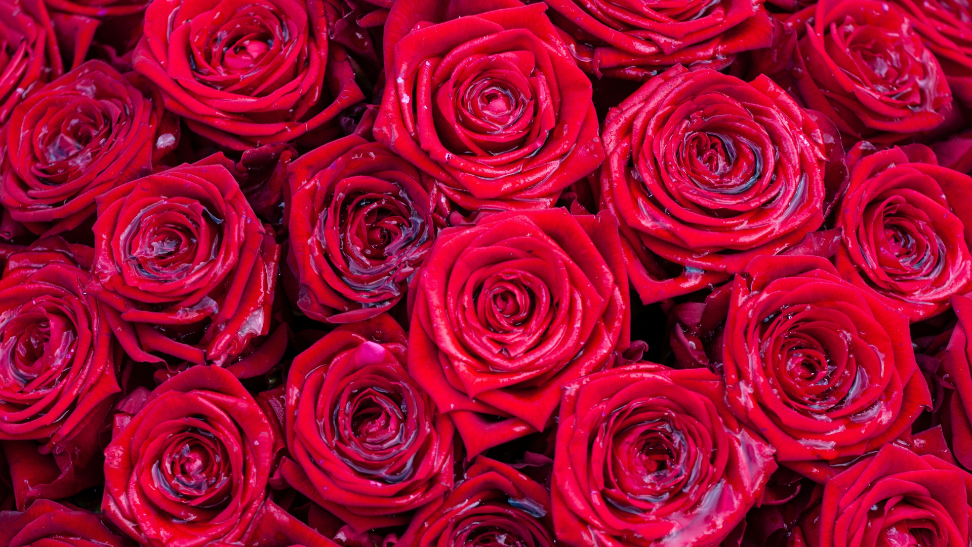 Обои Роза, цветок, сад роз, красный цвет, розовый в разрешении 1920x1080