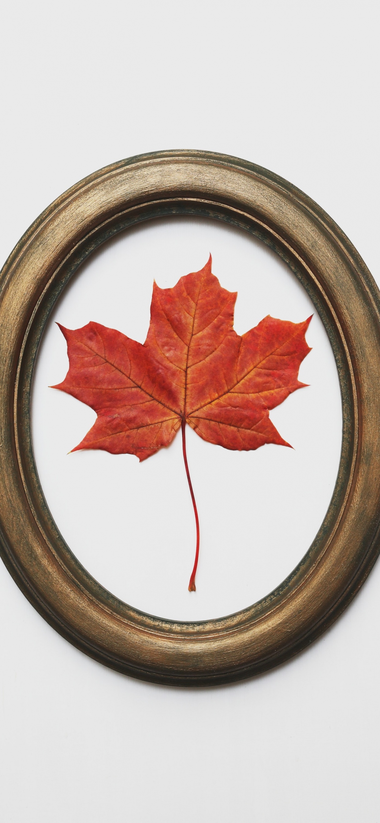 Обои лист, дерево, кленовый лист, красный цвет, древесные растения в разрешении 1242x2688