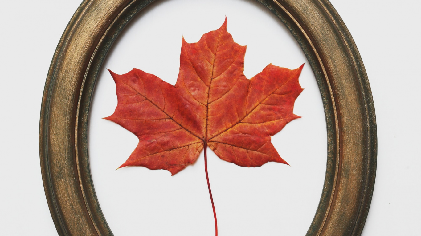 Обои лист, дерево, кленовый лист, красный цвет, древесные растения в разрешении 1366x768