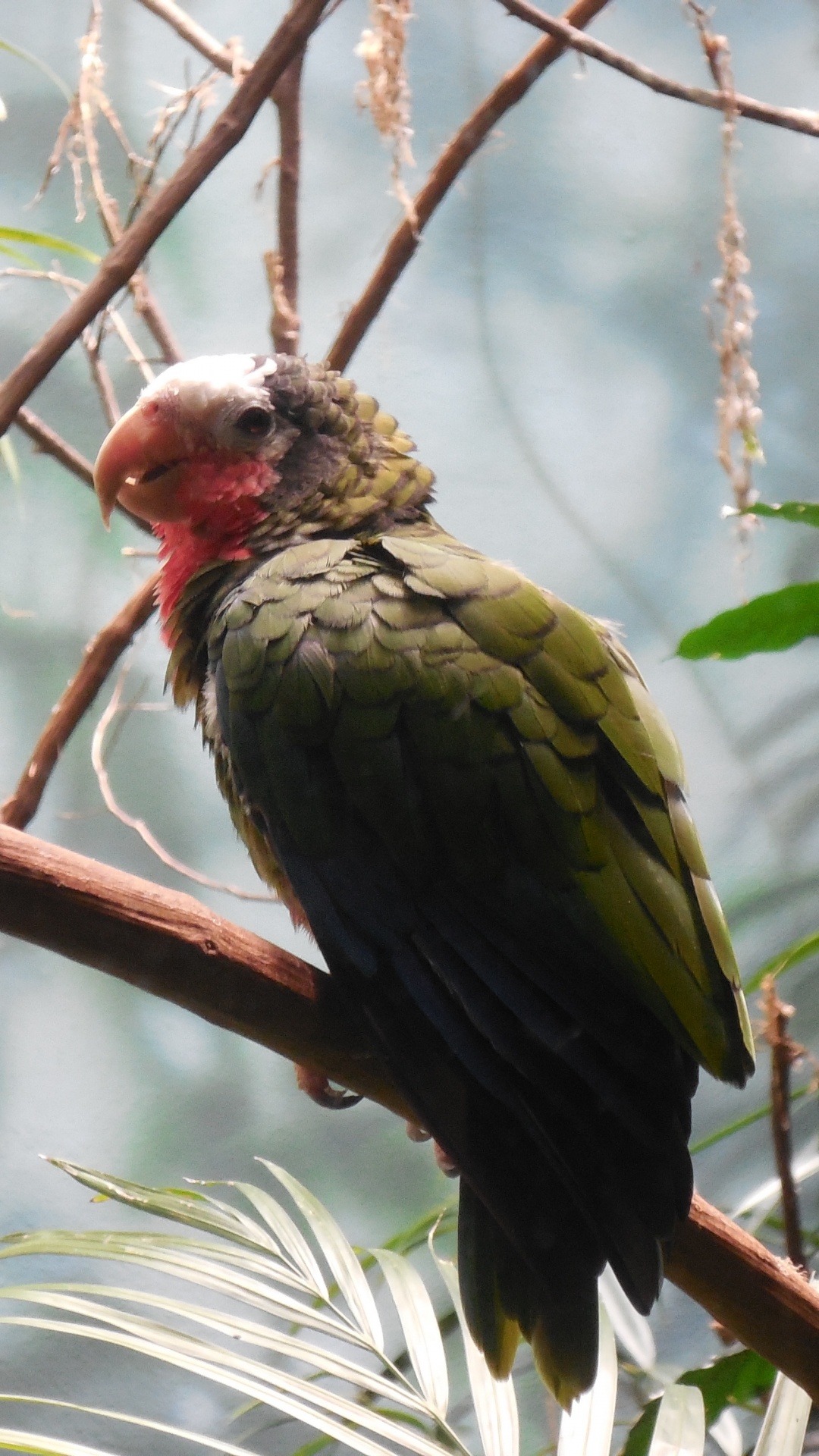 Обои клюв, дятлообразных, птица, ботаники, ветвь в разрешении 1080x1920