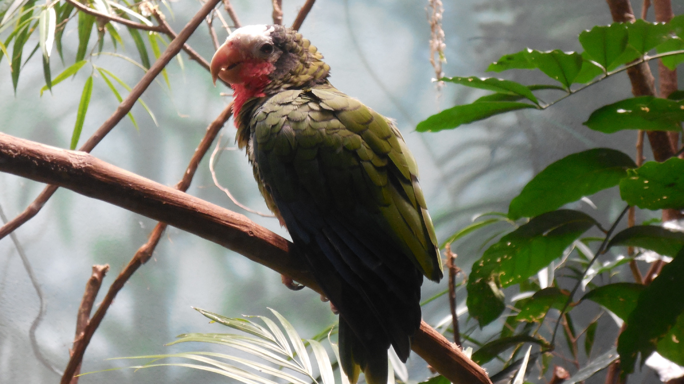 Обои клюв, дятлообразных, птица, ботаники, ветвь в разрешении 1366x768