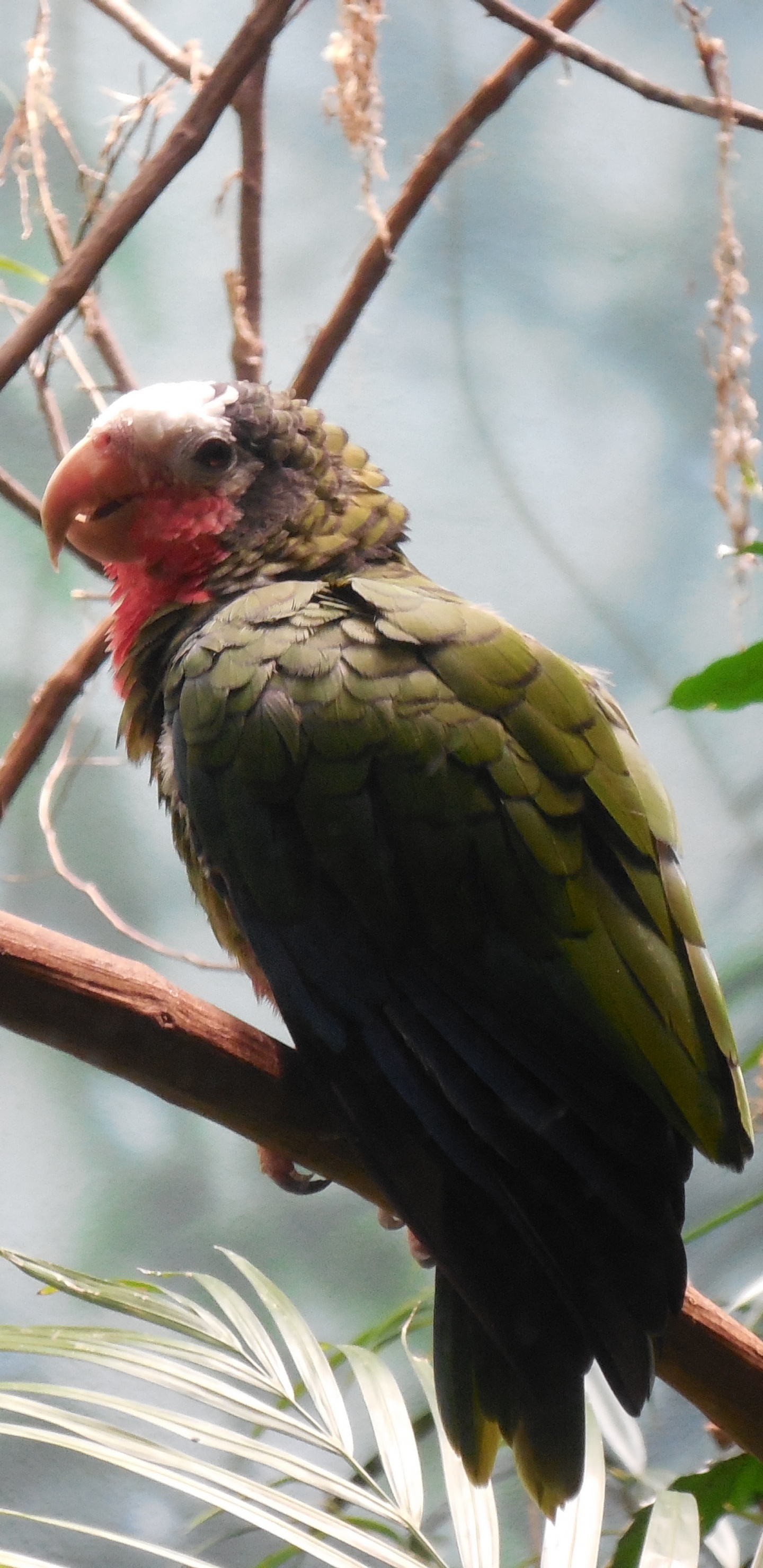 Обои клюв, дятлообразных, птица, ботаники, ветвь в разрешении 1440x2960