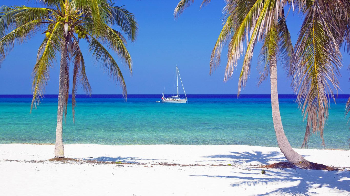 Обои пляж, тропическая зона, Пальма, Карибский бассейн, отпуск в разрешении 1366x768