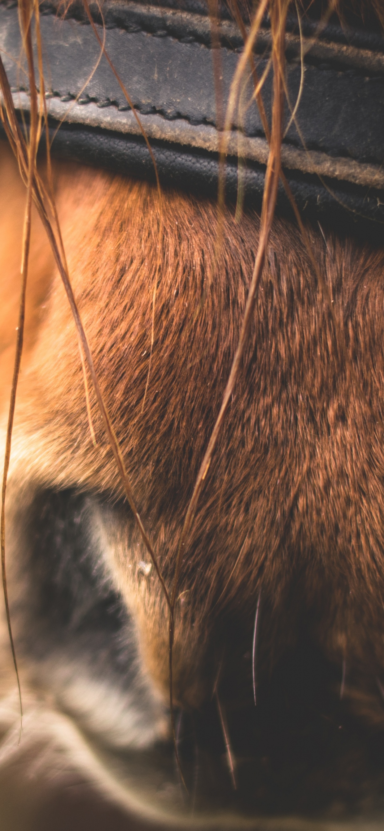 Обои нос, морда, живая природа, макро фотография, фауна в разрешении 1242x2688