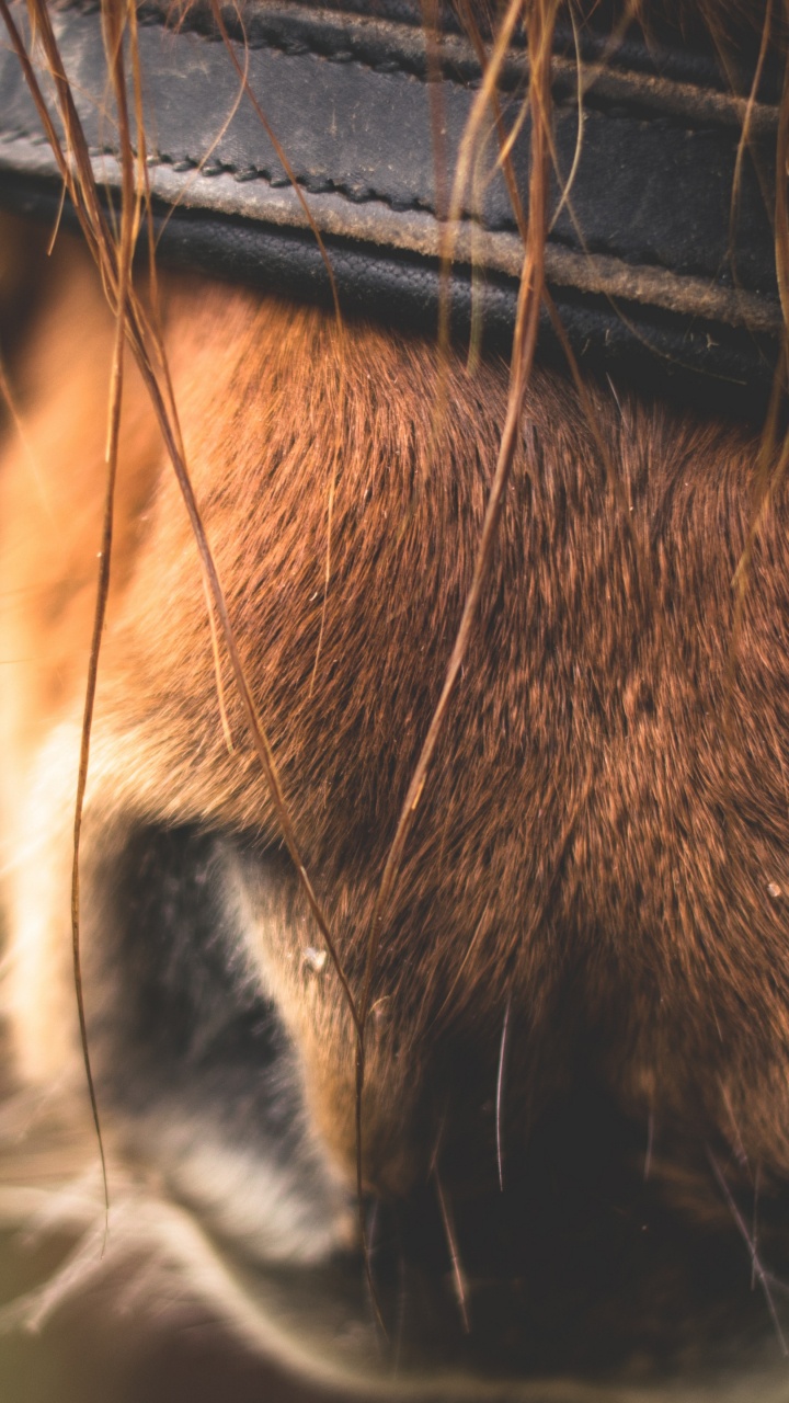 Обои нос, морда, живая природа, макро фотография, фауна в разрешении 720x1280