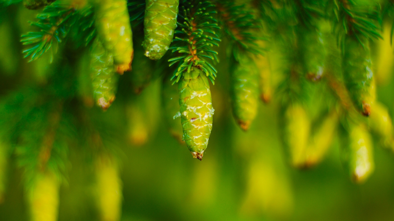 Обои лист, растительность, дерево, стебель растения, семейства сосновых в разрешении 1366x768