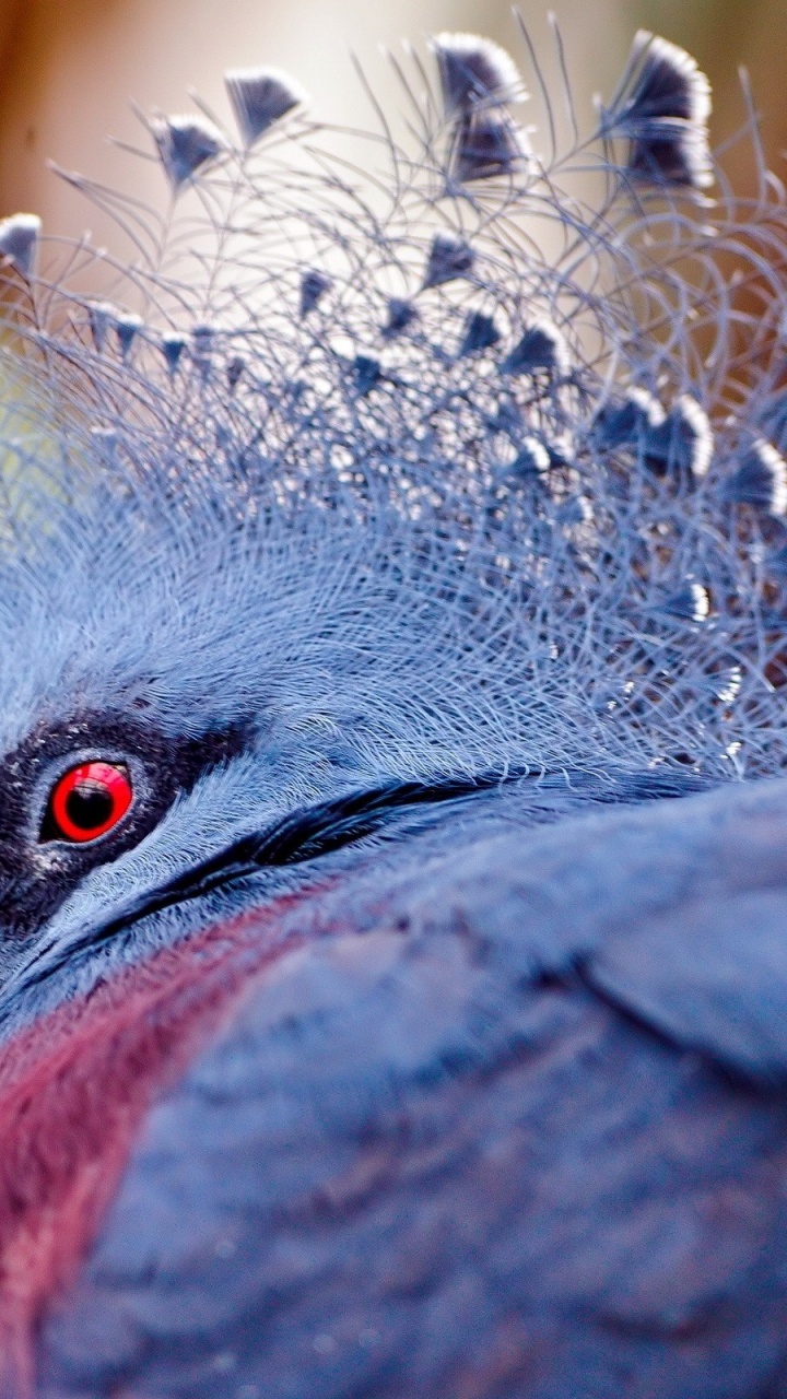 Обои птица, клюв, живая природа, перо, крупный план в разрешении 720x1280