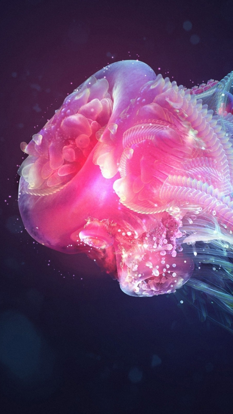 Обои Медуза, cnidaria, морские беспозвоночные, морская биология, подземные воды в разрешении 750x1334
