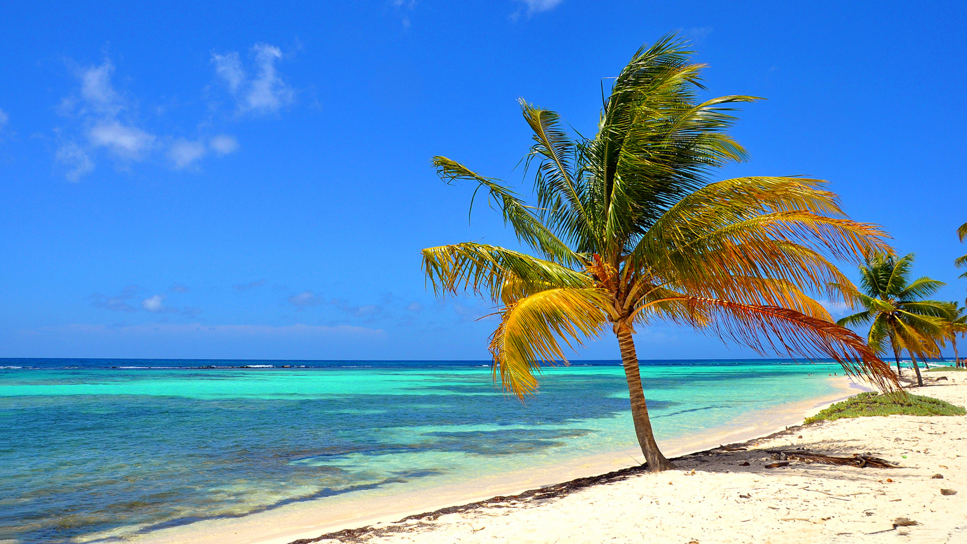 Обои море, пляж, тропическая зона, Пальма, Карибский бассейн в разрешении 1920x1080