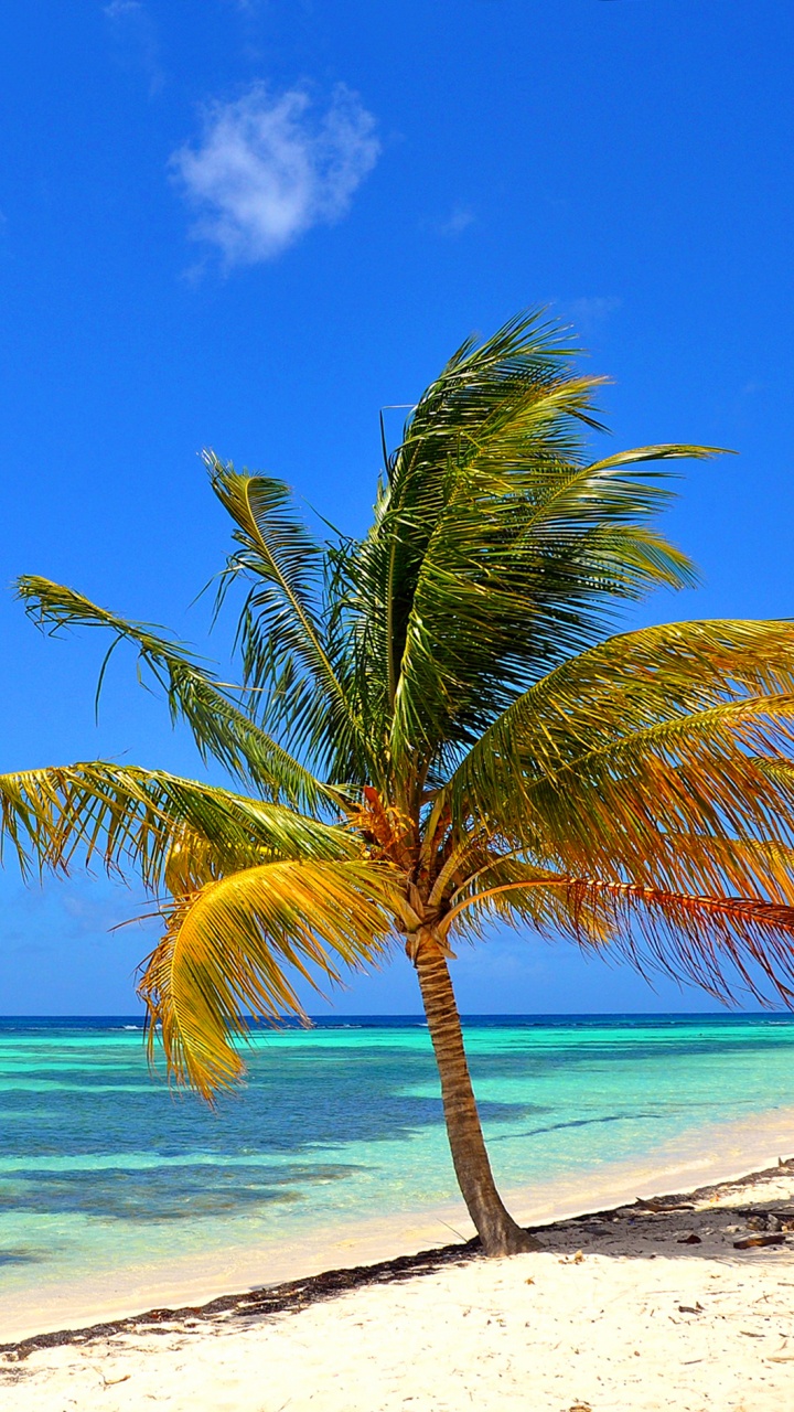 Обои море, пляж, тропическая зона, Пальма, Карибский бассейн в разрешении 720x1280