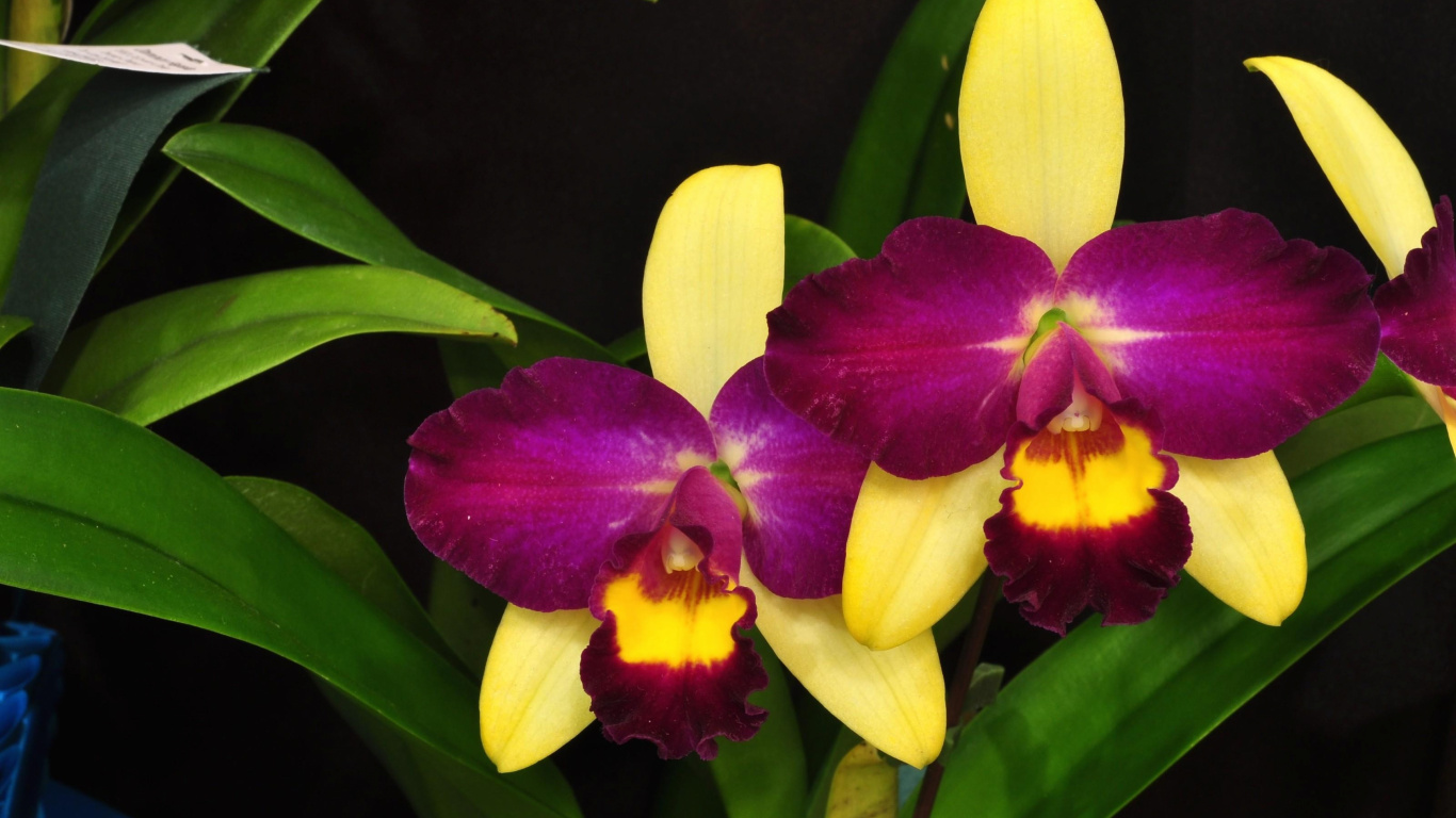 Обои орхидея, цветковое растение, лепесток, пурпур, в отеле cattleya labiata в разрешении 1366x768