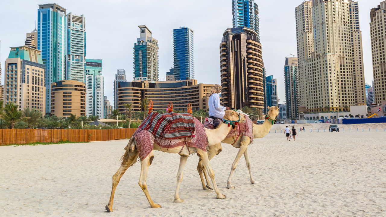 Обои Дубай, пляж Джумейра, верблюд, арабский верблюд, песок в разрешении 1280x720