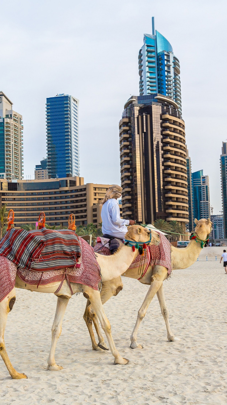 Обои Дубай, пляж Джумейра, верблюд, арабский верблюд, песок в разрешении 750x1334