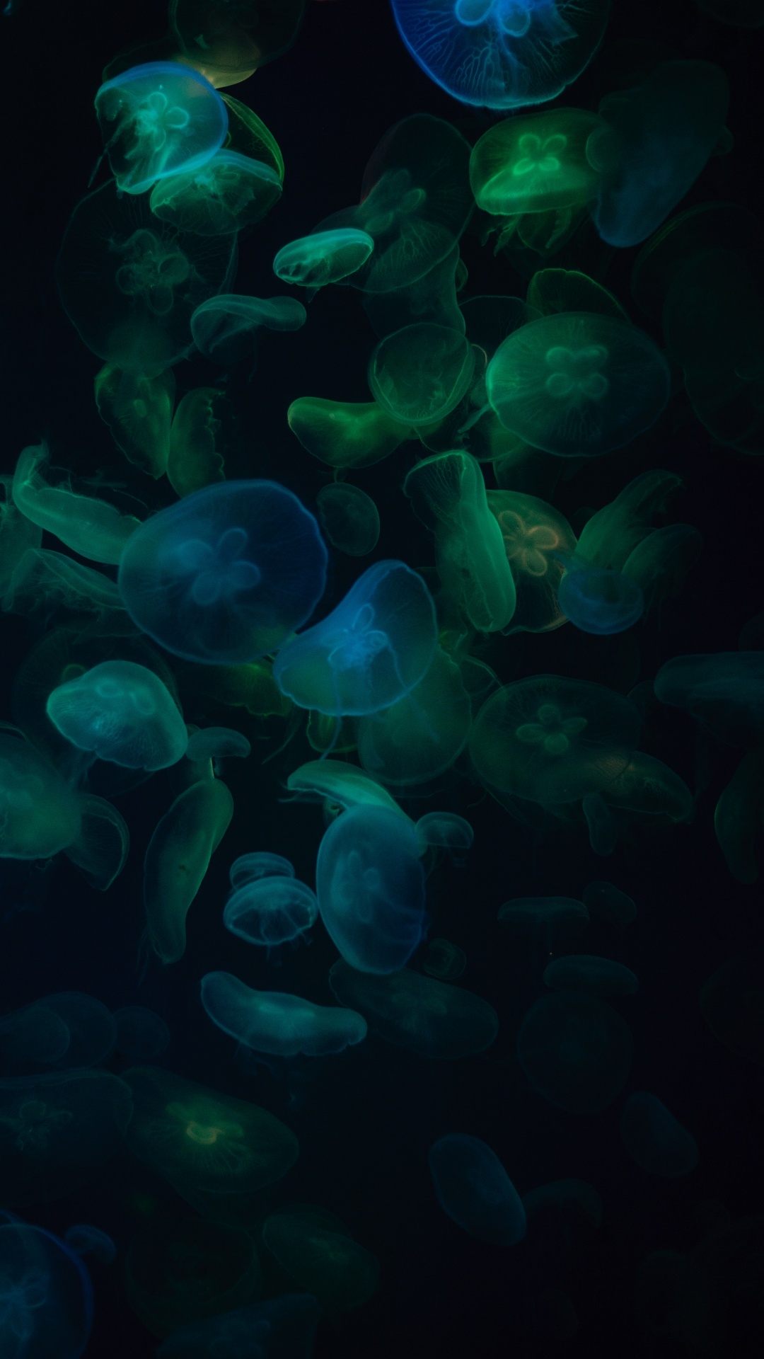 Обои синий, бирюза, Аква, зеленый, биолюминесценция в разрешении 1080x1920