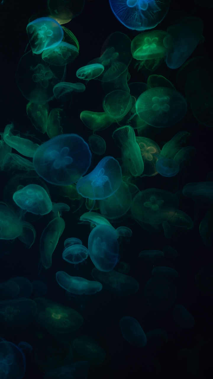 Обои синий, бирюза, Аква, зеленый, биолюминесценция в разрешении 720x1280
