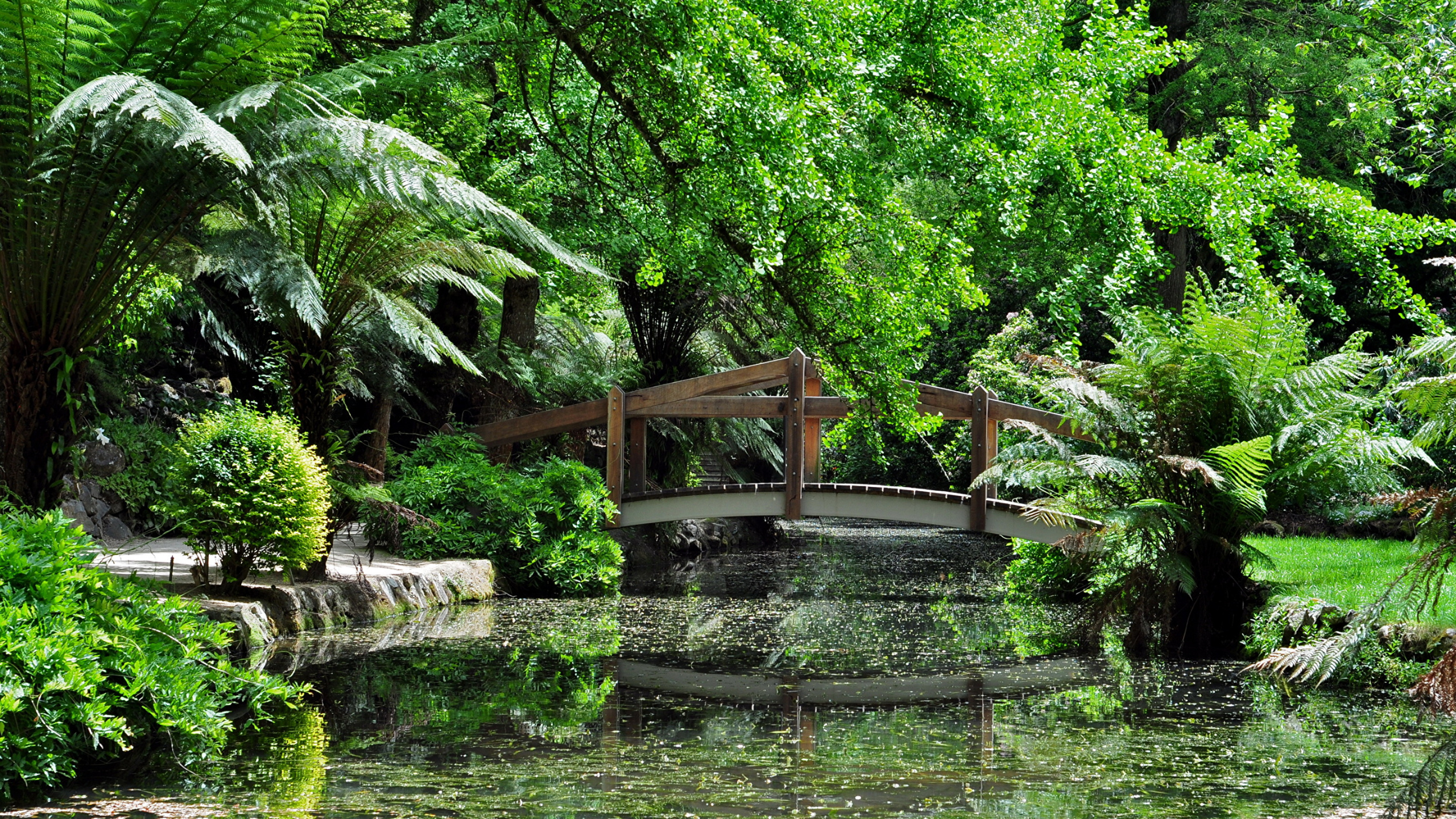 Обои растительность, водоем, природа, дерево, вода в разрешении 2560x1440