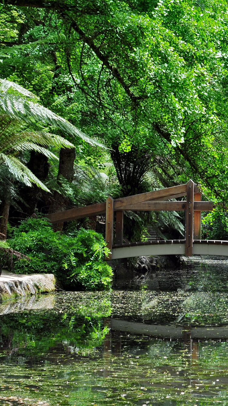 Обои растительность, водоем, природа, дерево, вода в разрешении 750x1334