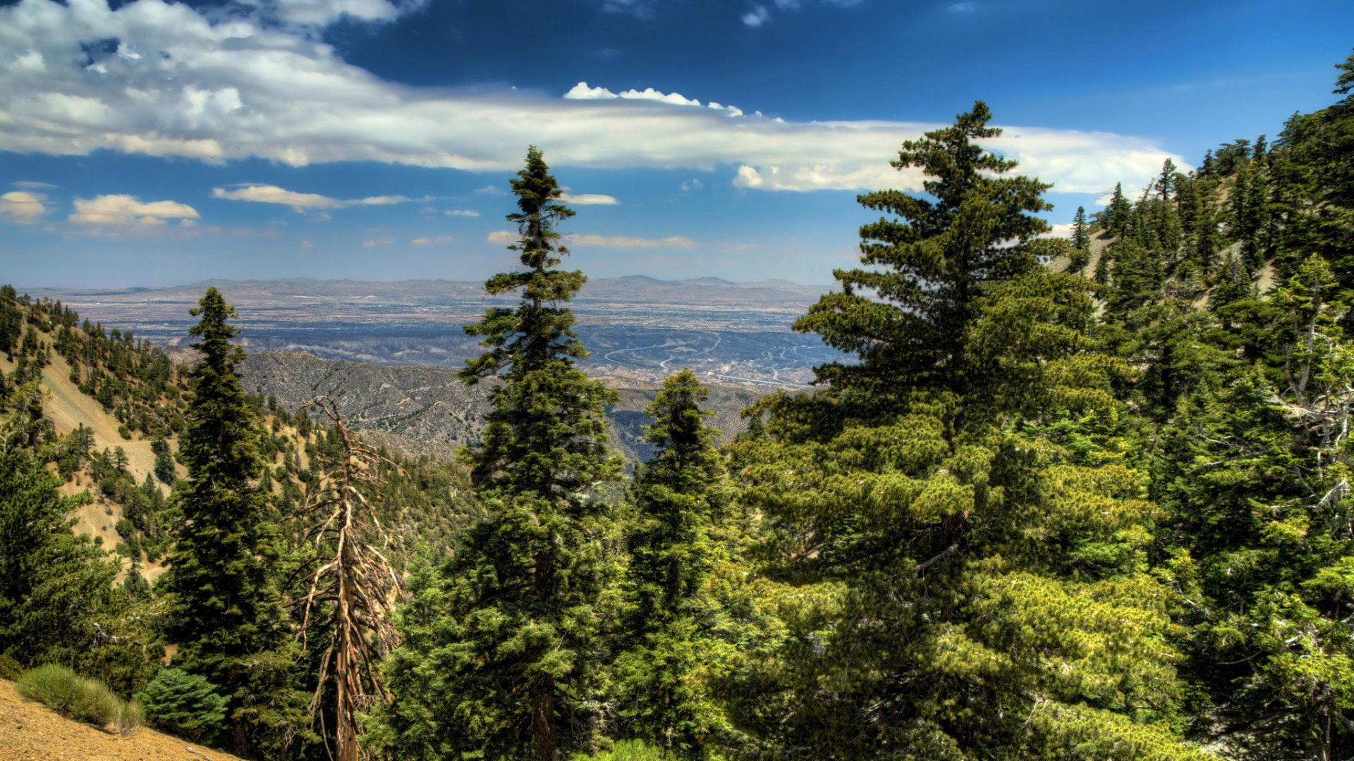 Обои дерево, природа, дикая местность, горный рельеф, ель в разрешении 1920x1080