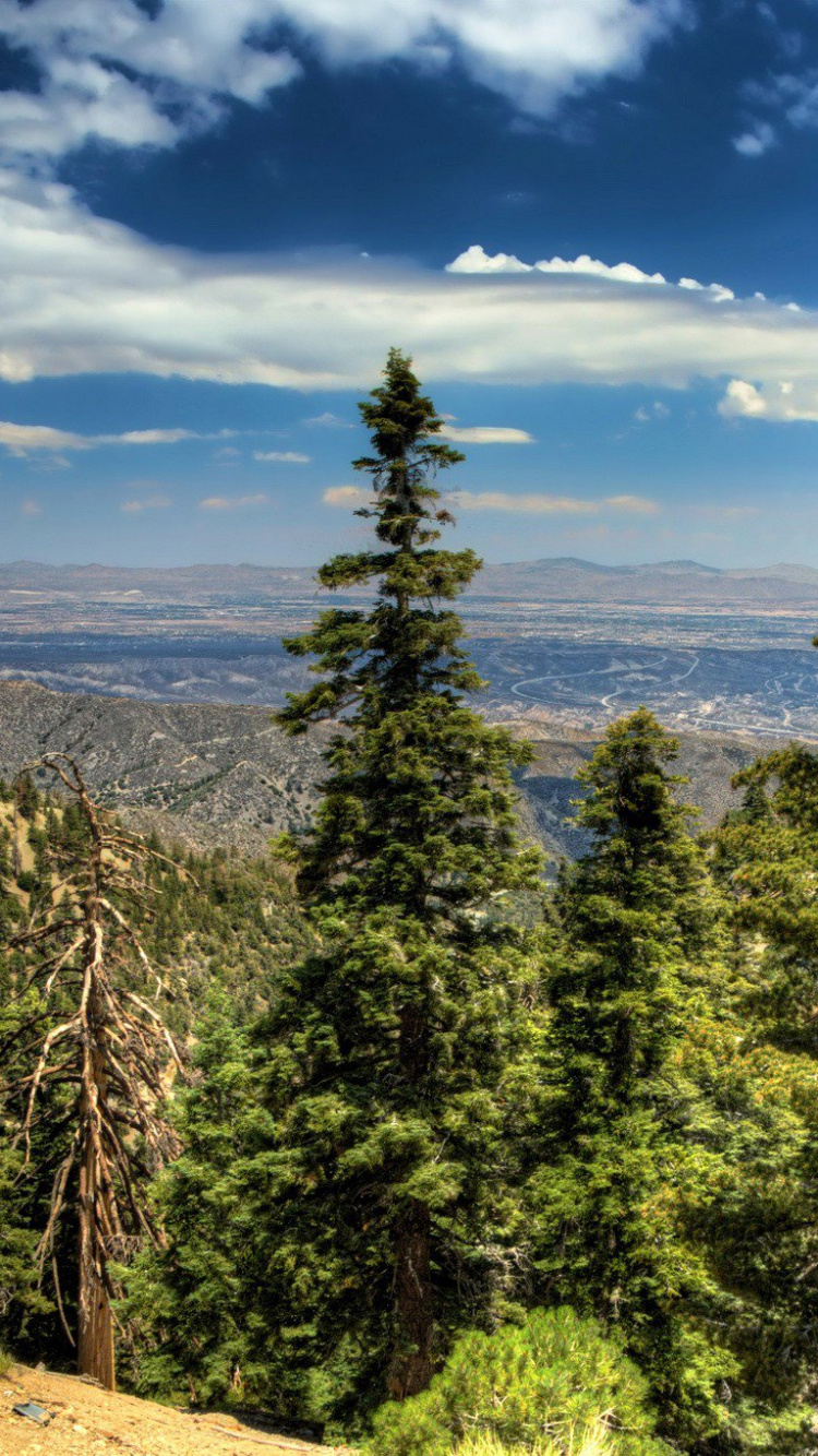 Обои дерево, природа, дикая местность, горный рельеф, ель в разрешении 750x1334