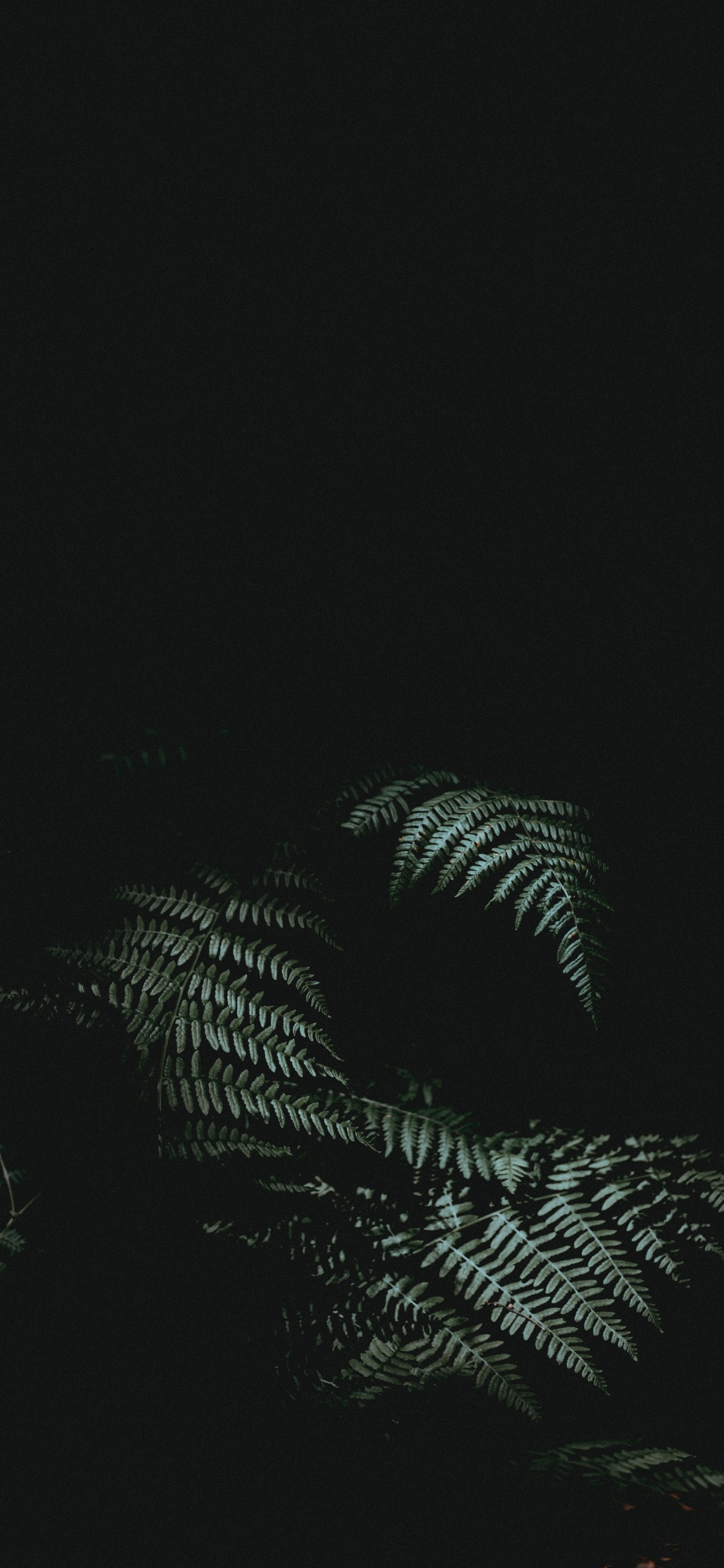 Обои черный, темнота, атмосфера, дерево, ночь в разрешении 1125x2436