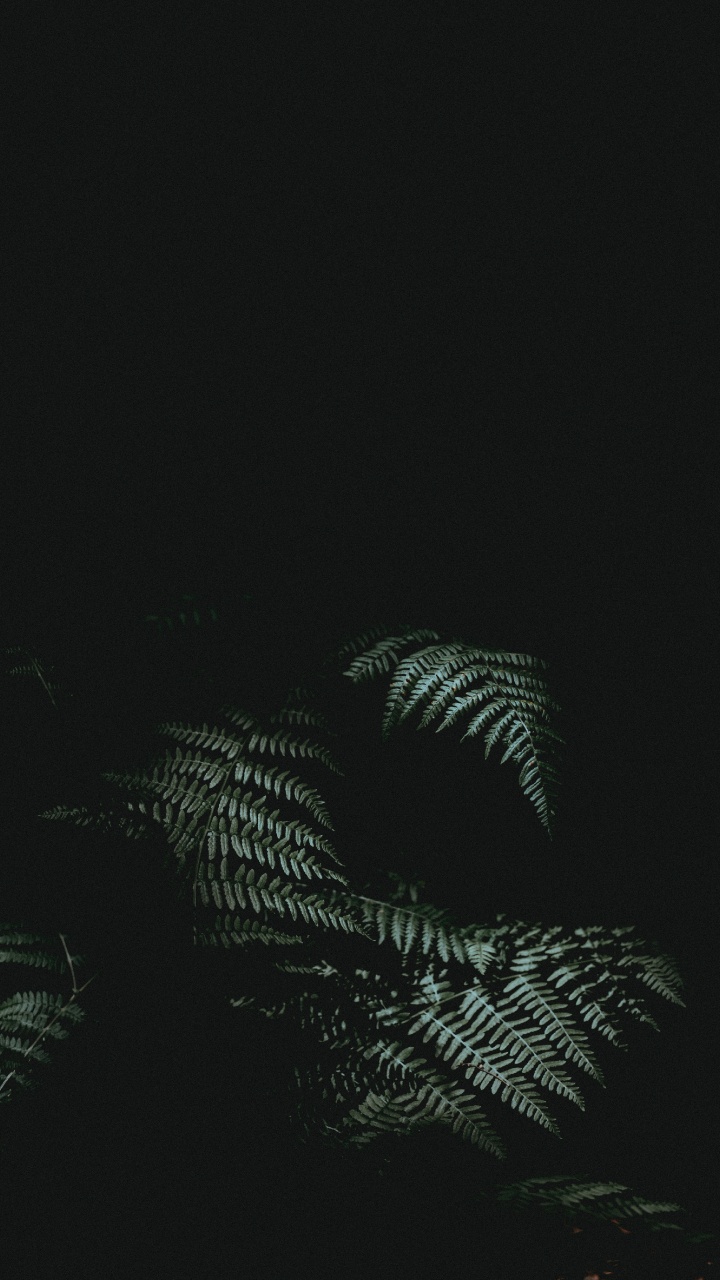 Обои черный, темнота, атмосфера, дерево, ночь в разрешении 720x1280