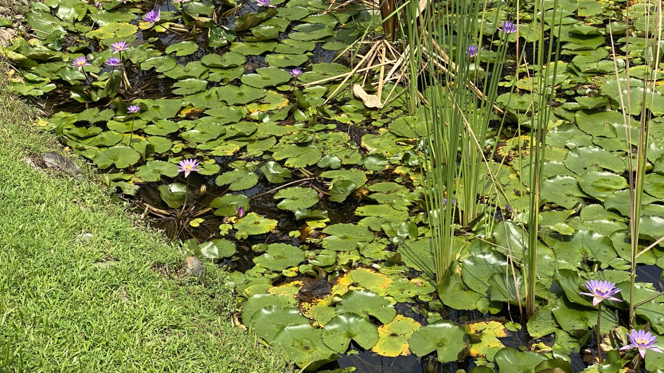 Обои растительность, вода, лист, почвопокровная, ботаники в разрешении 1366x768